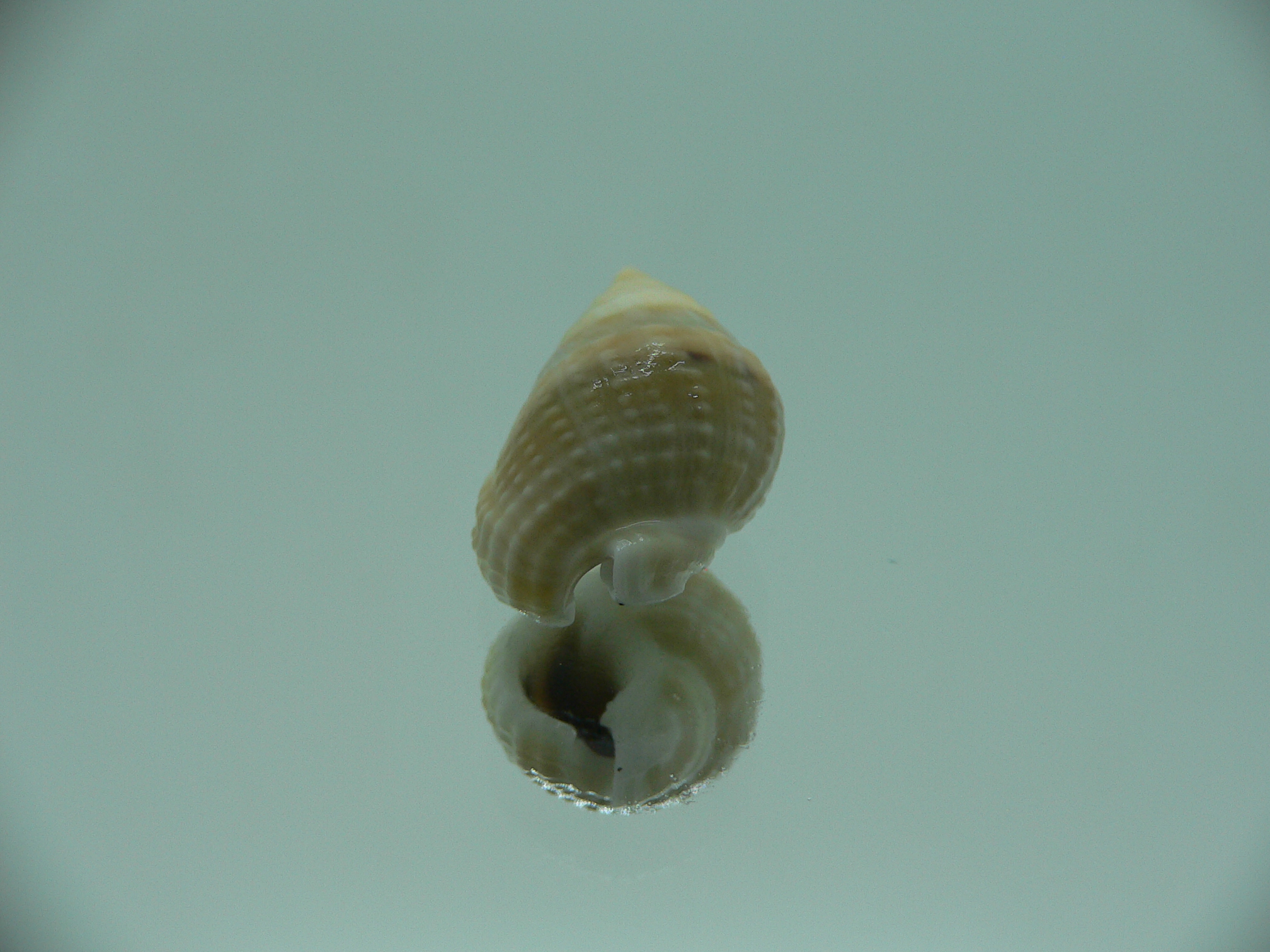 Nassarius semiculcatus