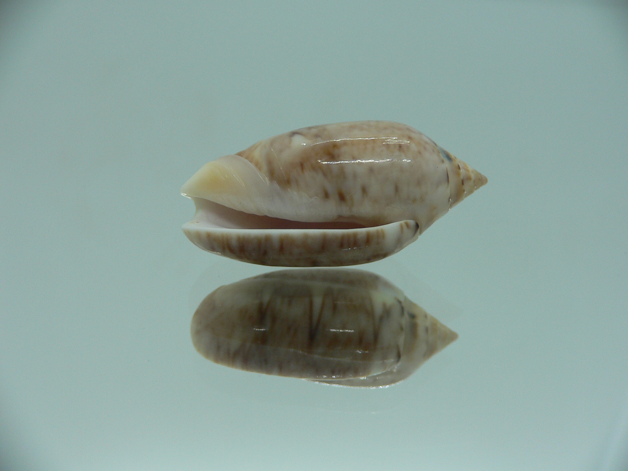 Oliva flammulata flammulata COLOR & IDEAL