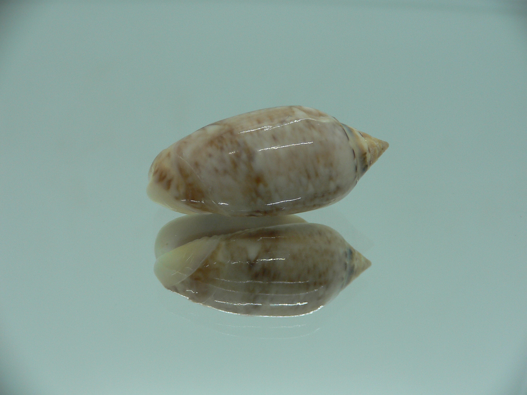 Oliva flammulata flammulata COLOR & IDEAL