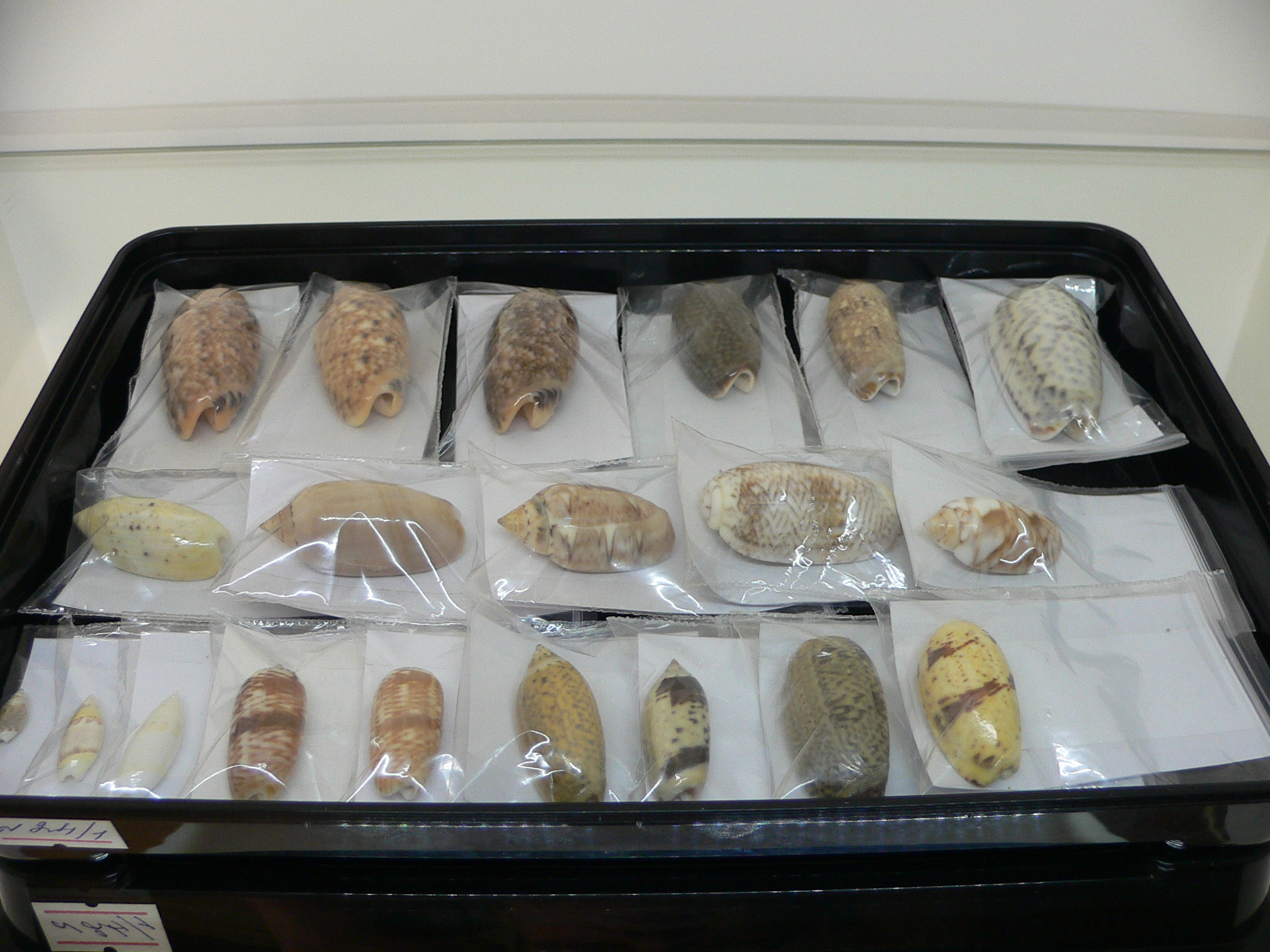 Oliva flammulata flammulata COLOR & IDEAL