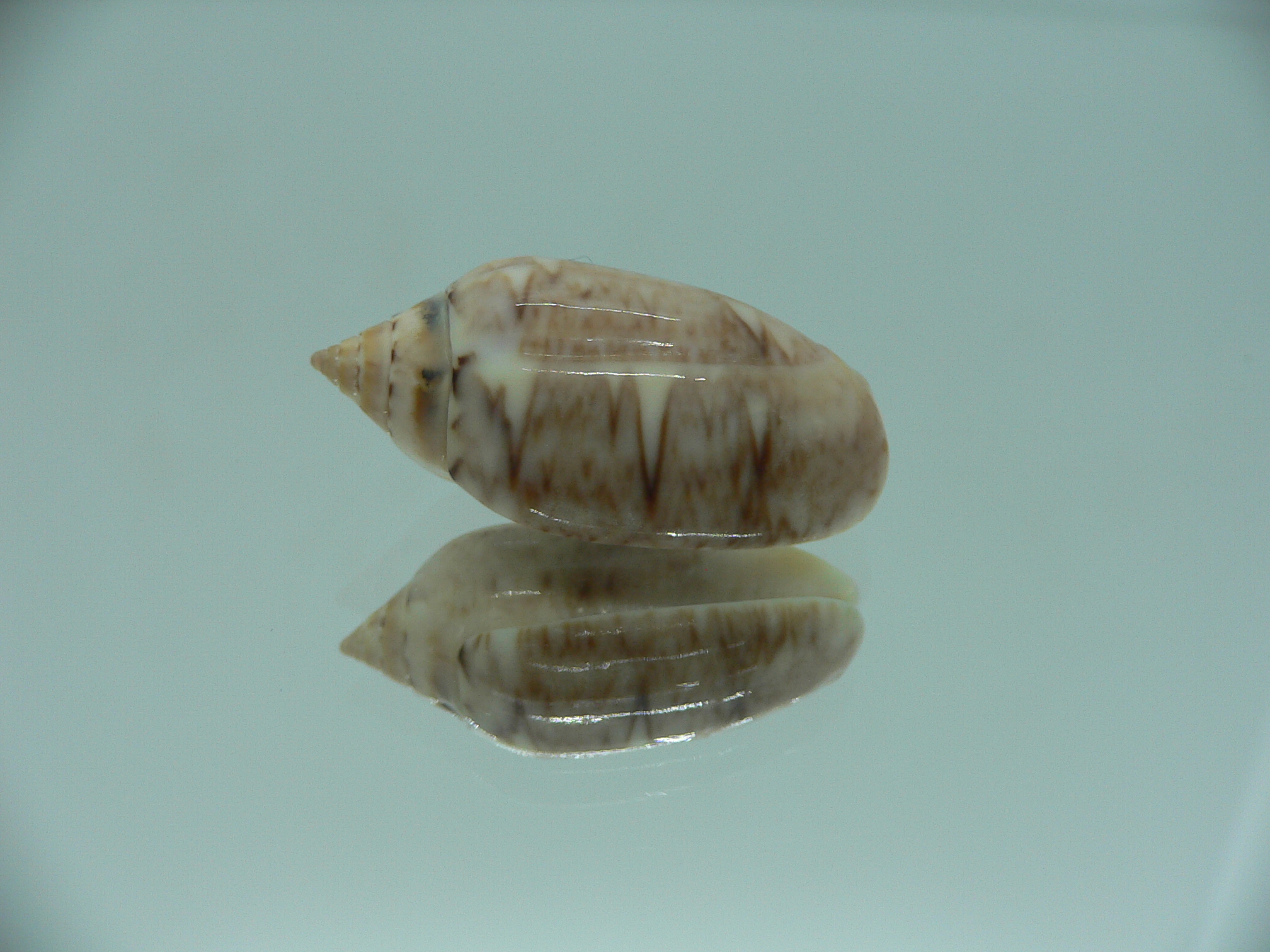 Oliva flammulata flammulata COLOR & IDEAL