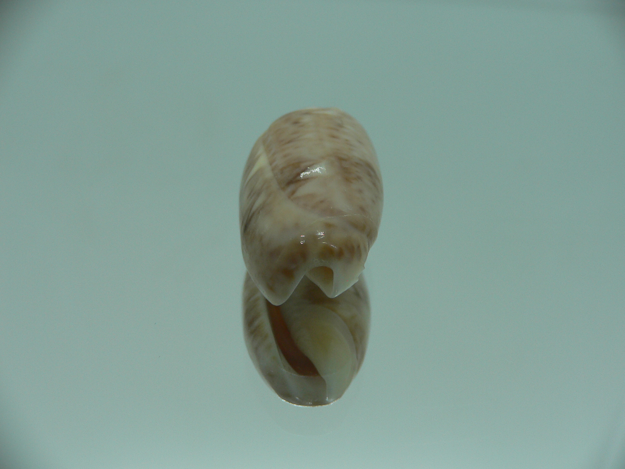 Oliva flammulata flammulata COLOR & IDEAL