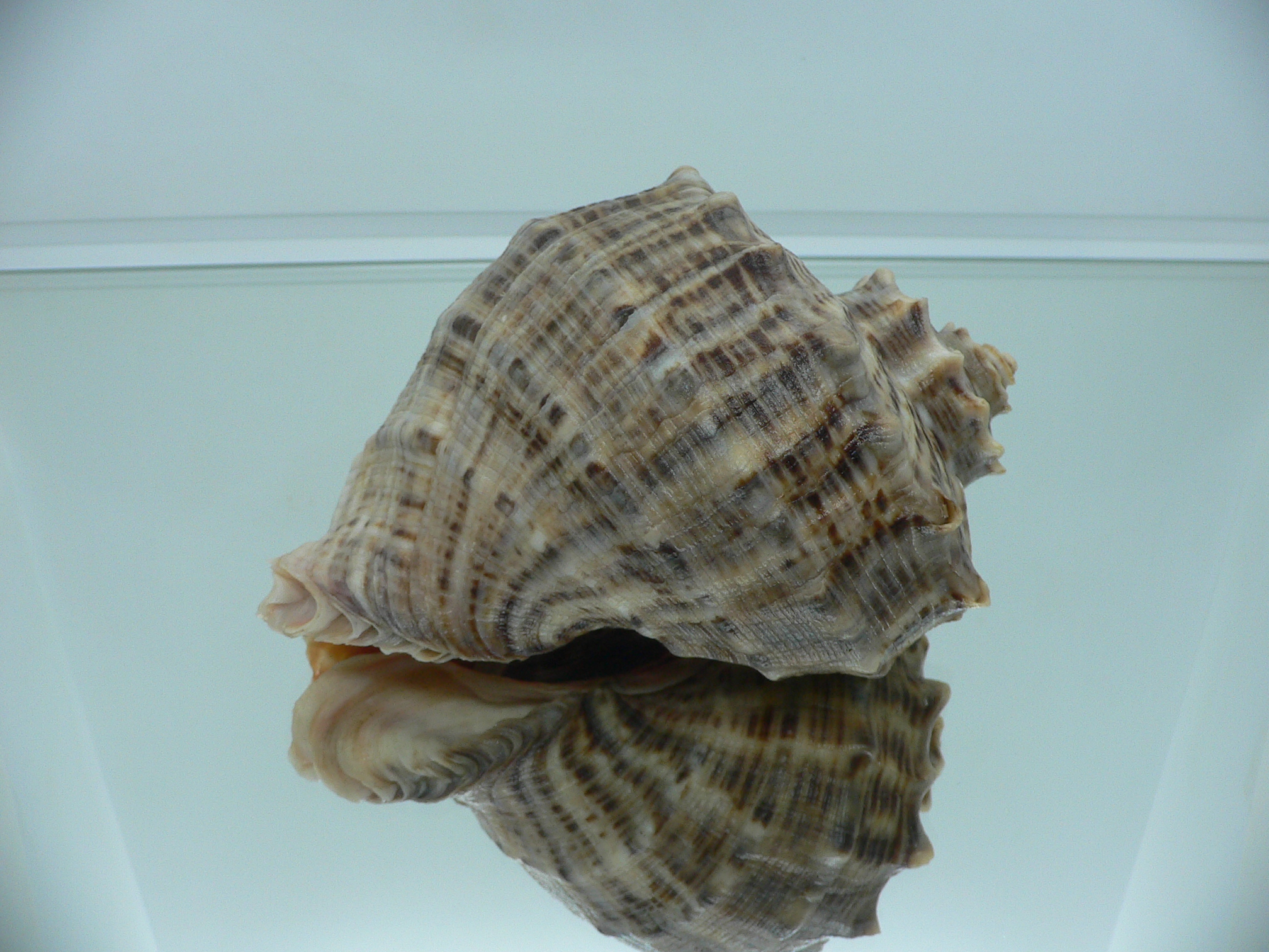 Rapana venosa SUPER STRIPES