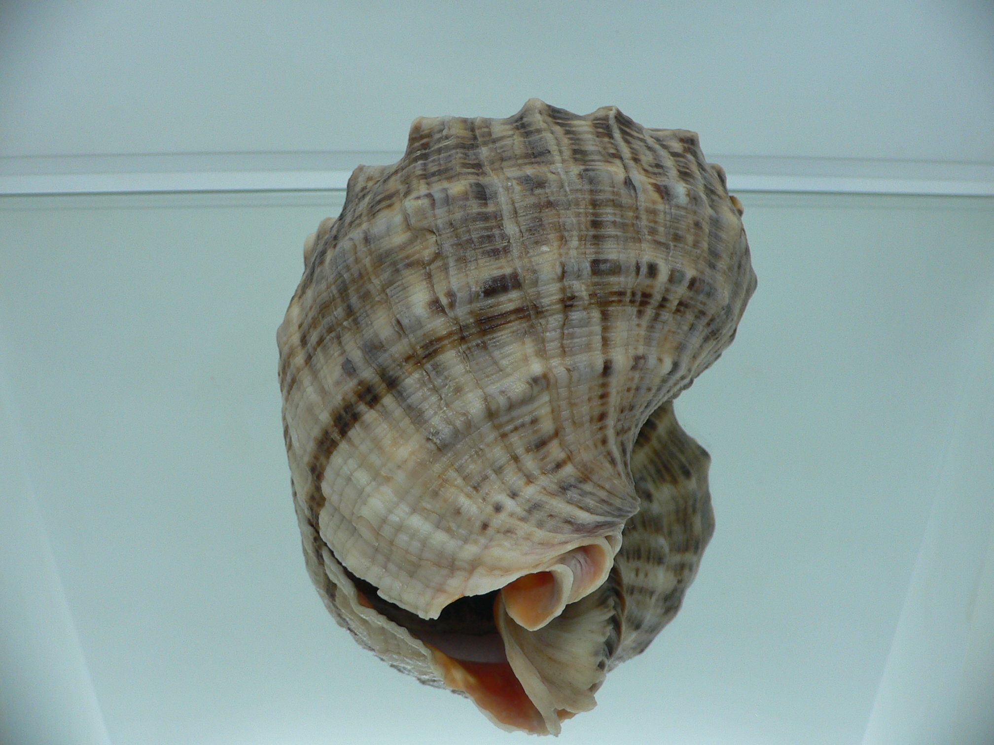 Rapana venosa SUPER STRIPES