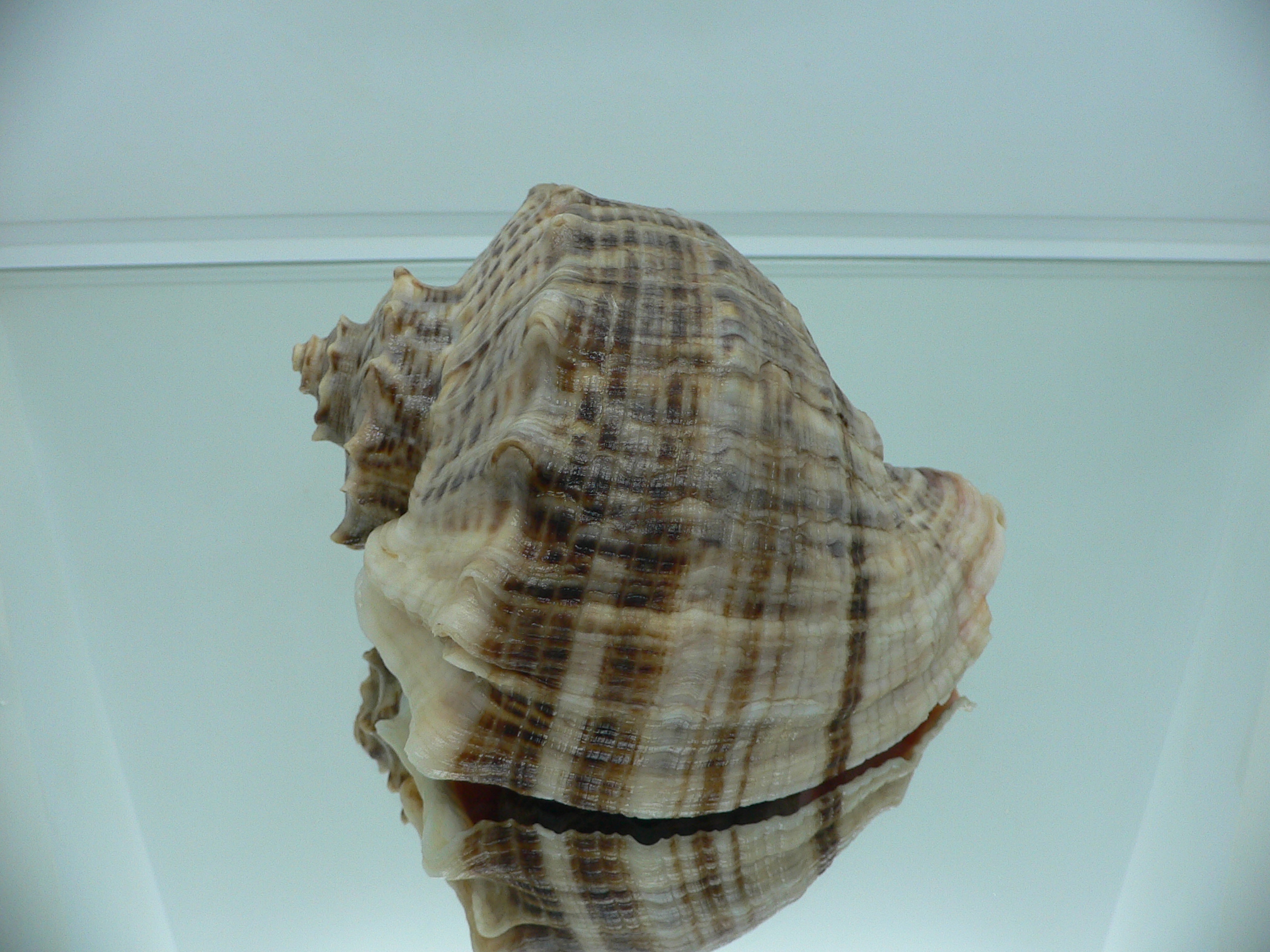 Rapana venosa SUPER STRIPES