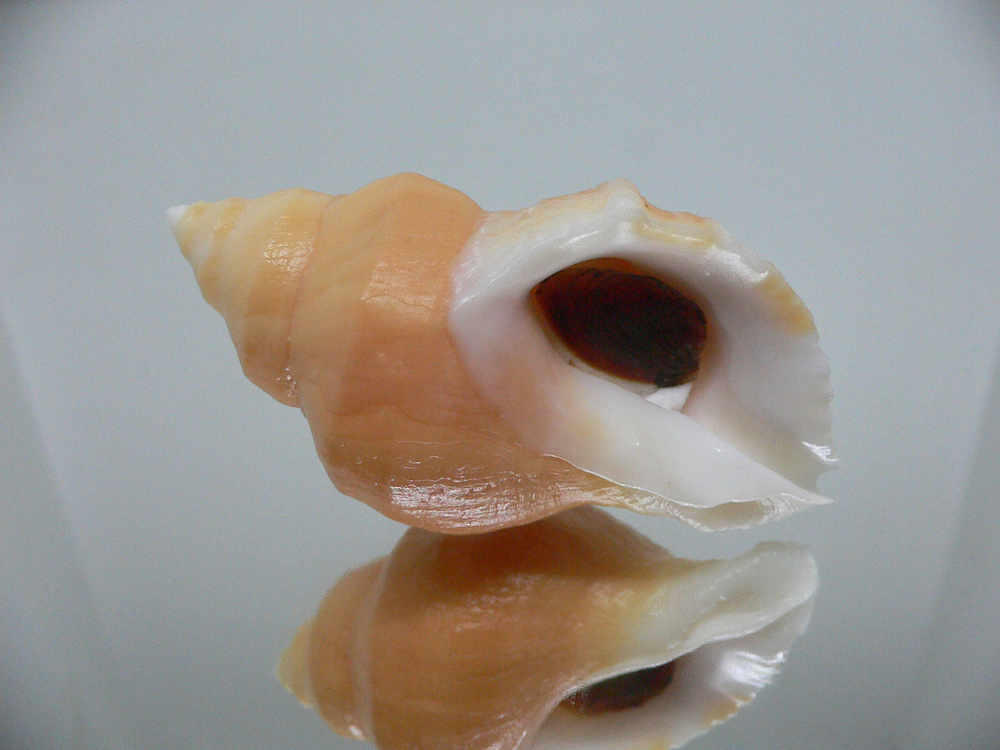 Nucella lamellosa cymica GOLD FORM