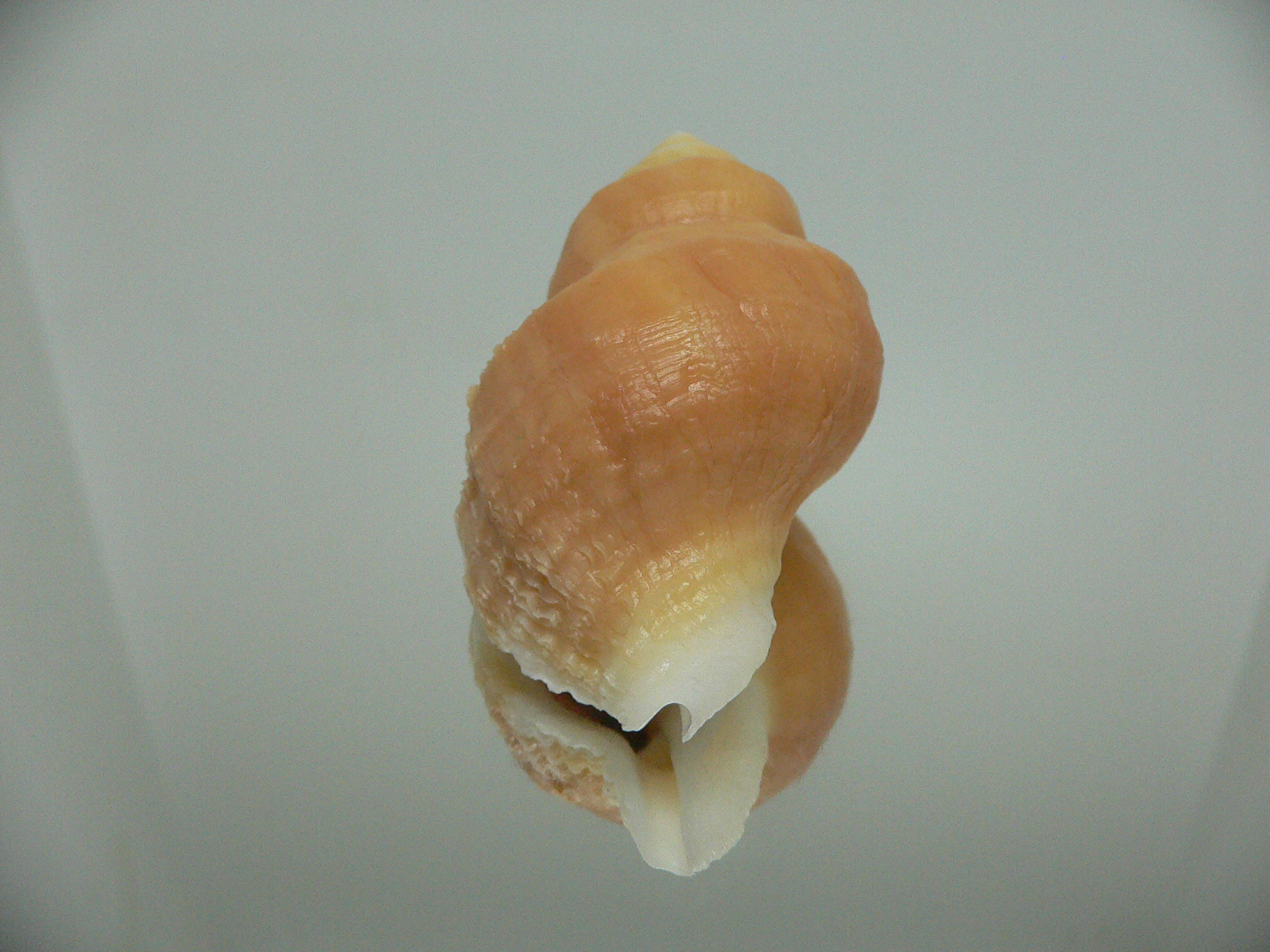 Nucella lamellosa cymica GOLD FORM