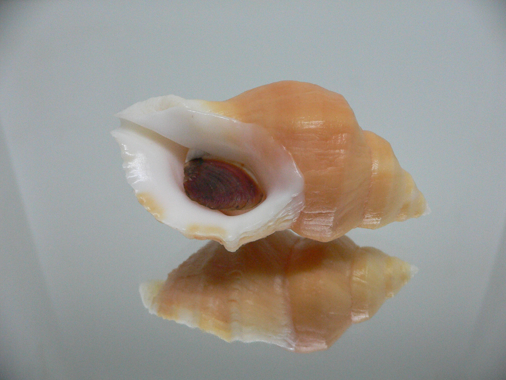 Nucella lamellosa cymica GOLD FORM