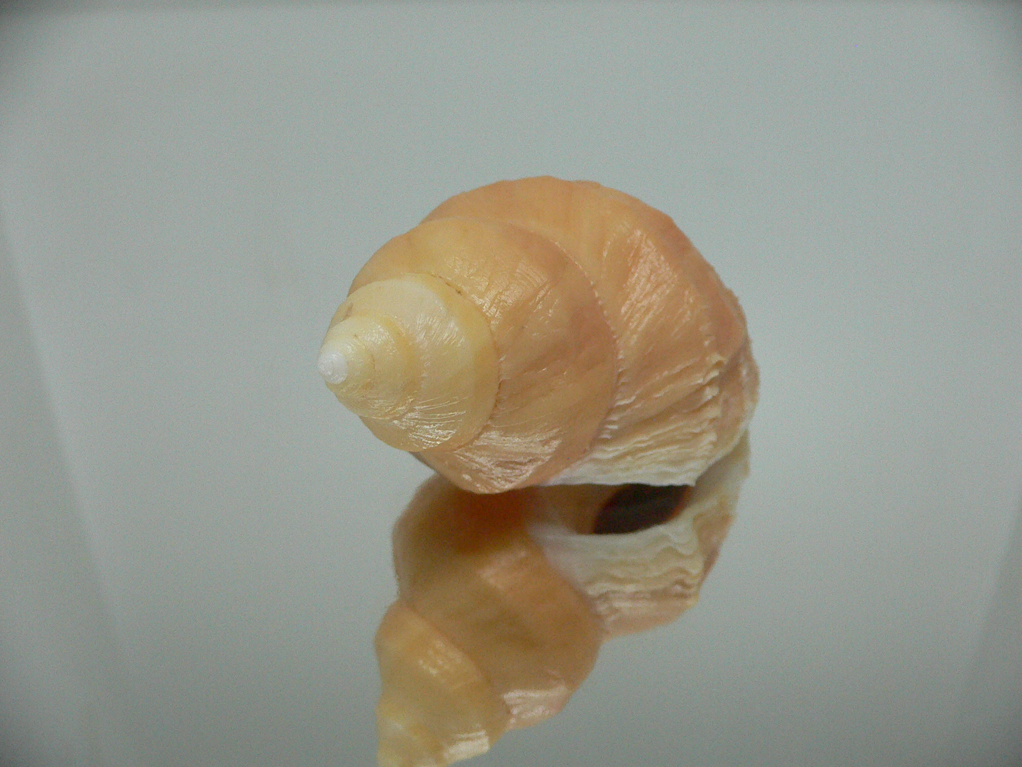 Nucella lamellosa cymica GOLD FORM