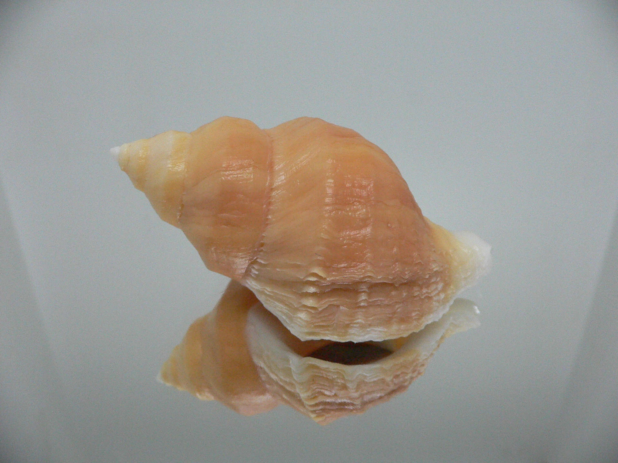 Nucella lamellosa cymica GOLD FORM