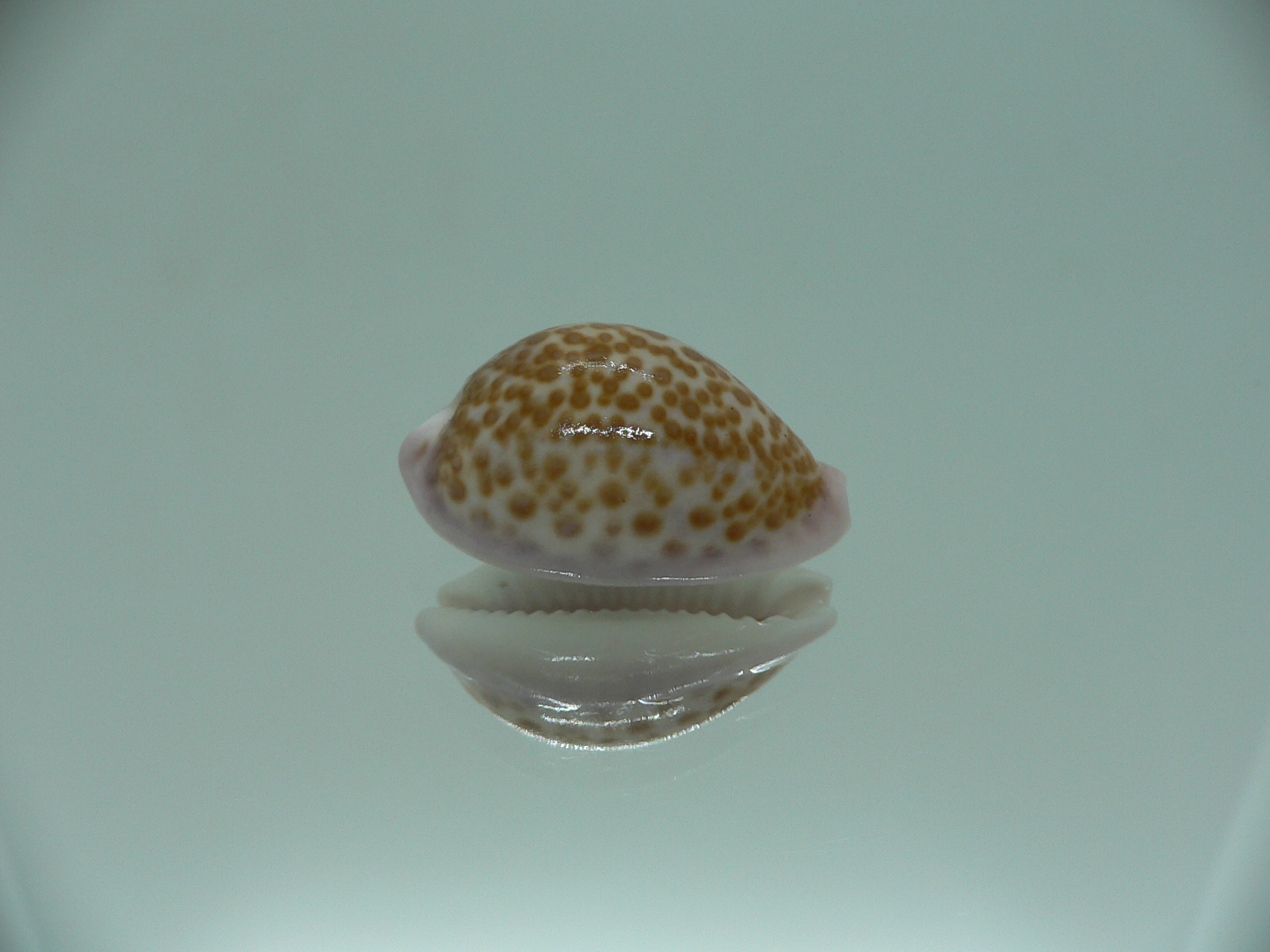 Cypraea albuginosa RARE but Fresh dead 4