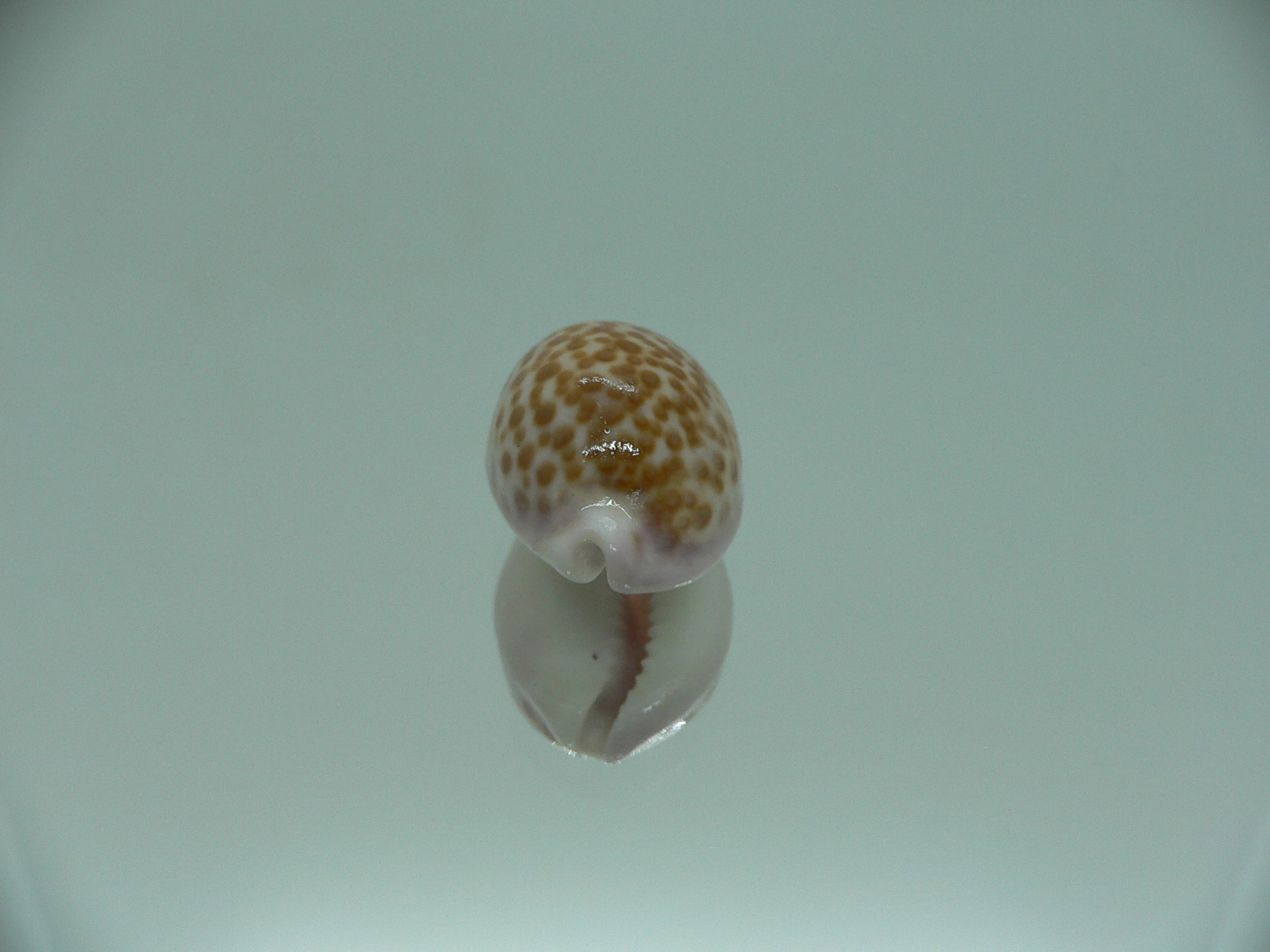 Cypraea albuginosa RARE but Fresh dead 4