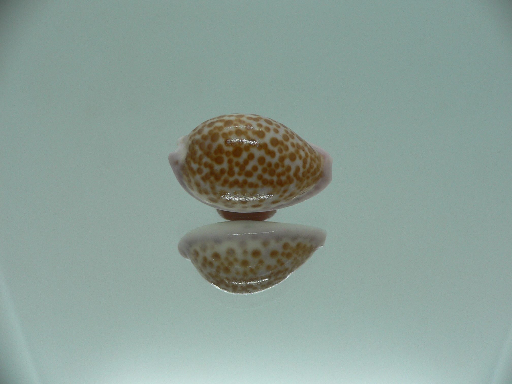 Cypraea albuginosa RARE but Fresh dead 4