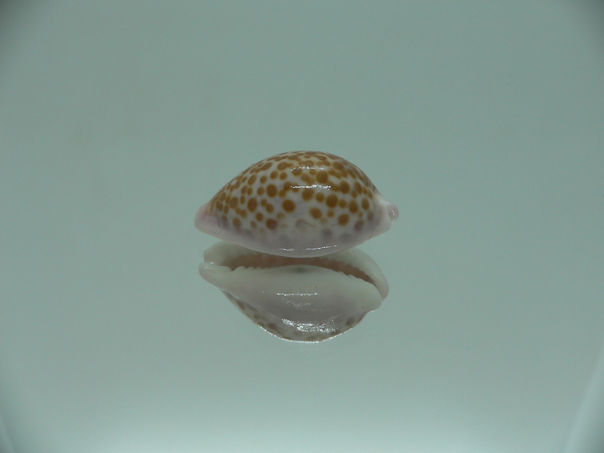 Cypraea albuginosa RARE but Fresh dead 4