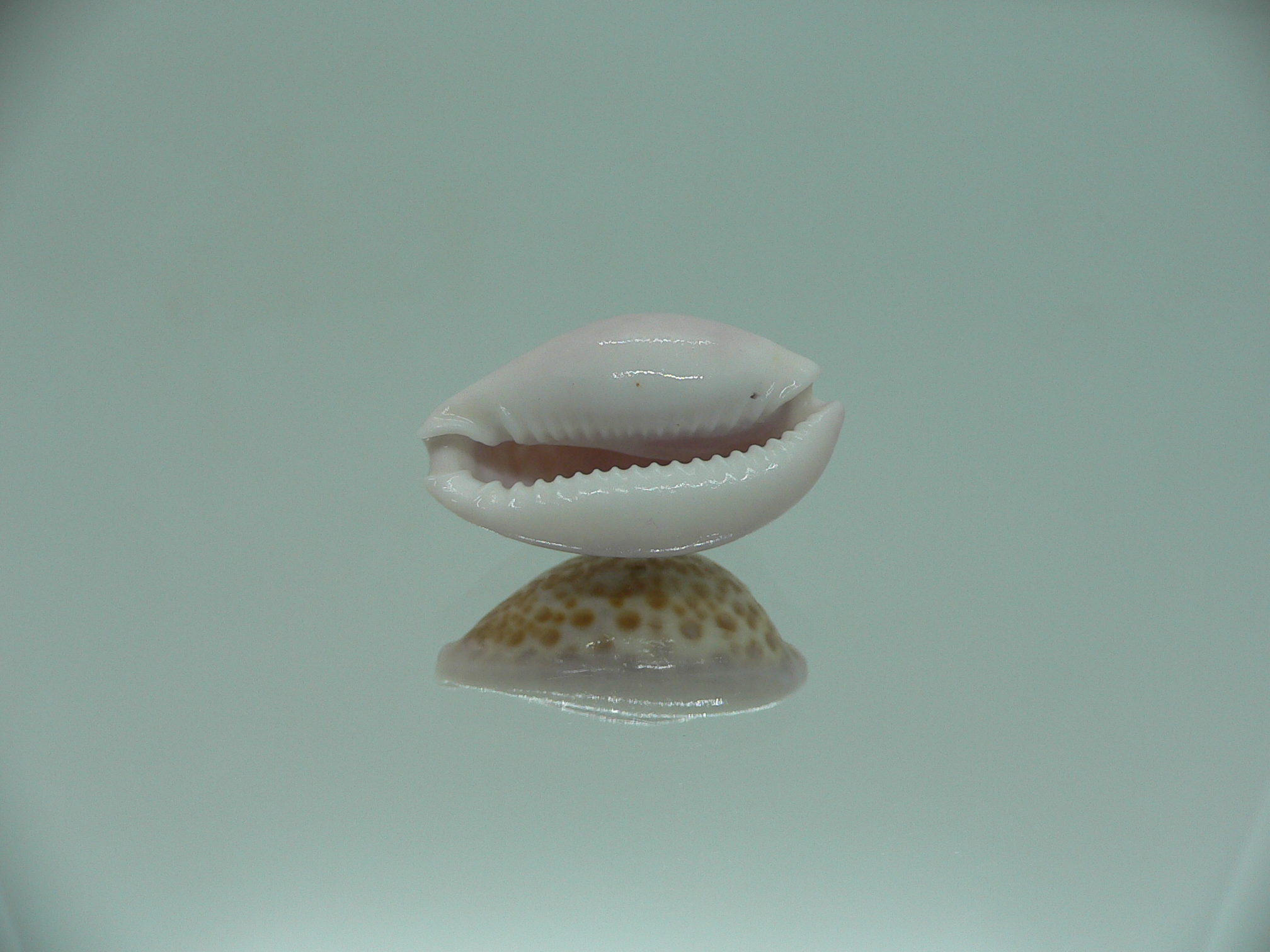 Cypraea albuginosa RARE but Fresh dead 4