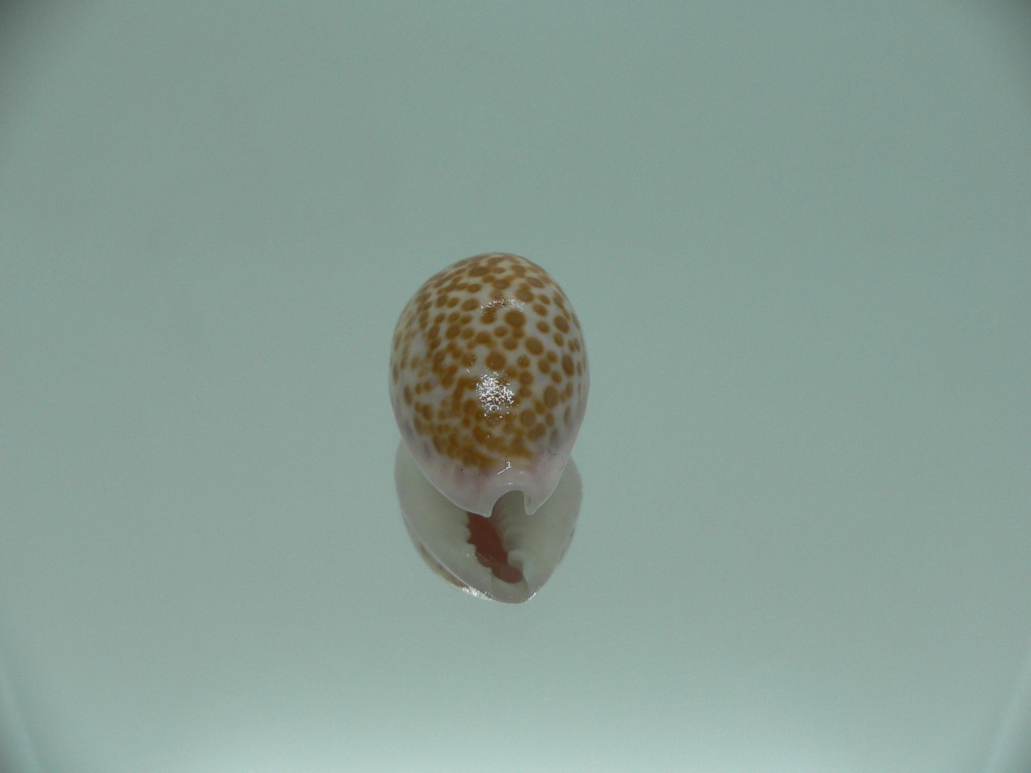 Cypraea albuginosa RARE but Fresh dead 4