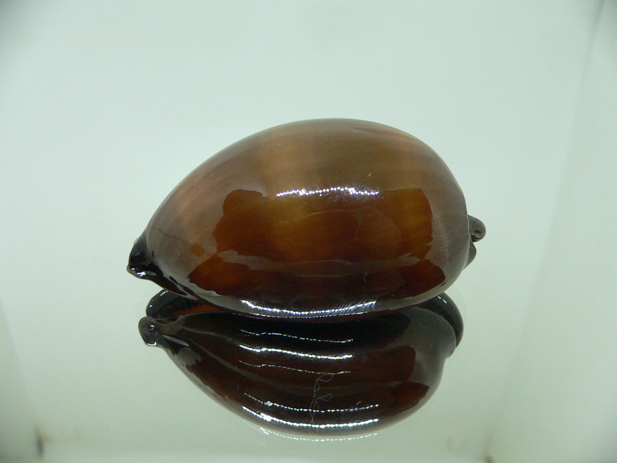 Cypraea exusta DARK BEAUTIFUL