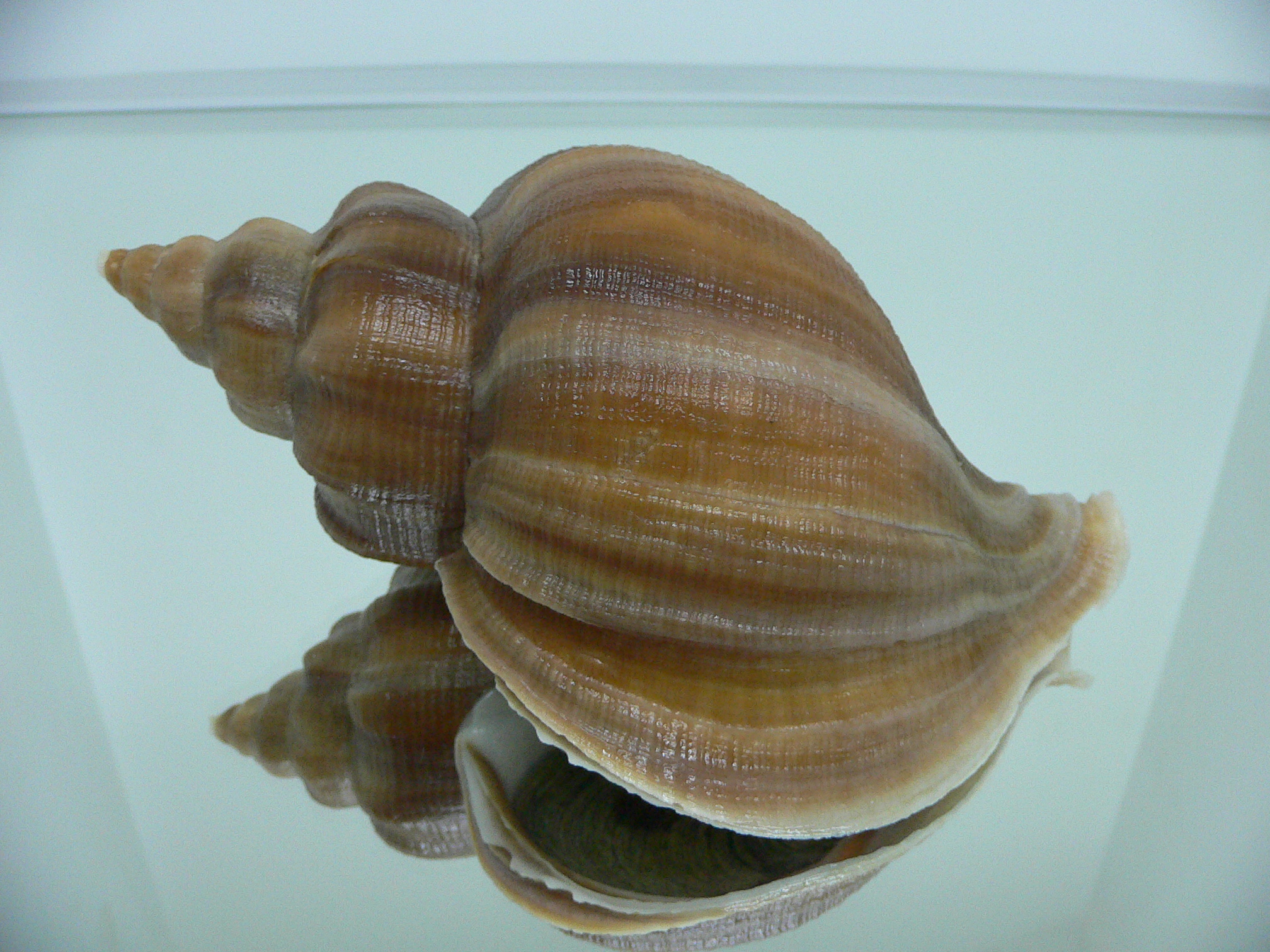 Neptunea eulimata WIDE