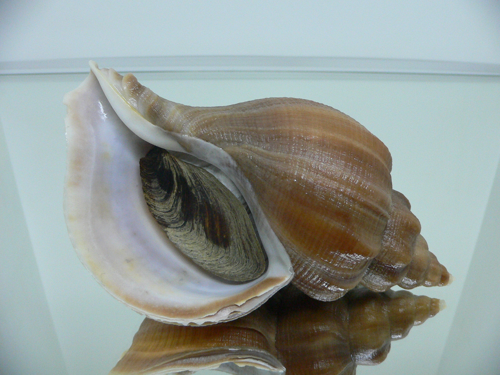 Neptunea eulimata WIDE