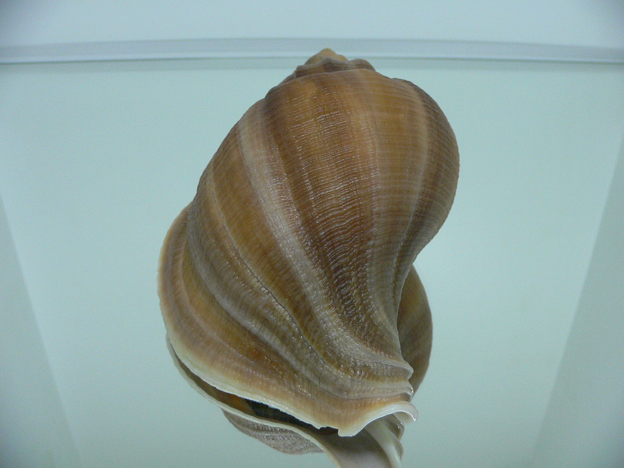 Neptunea eulimata WIDE