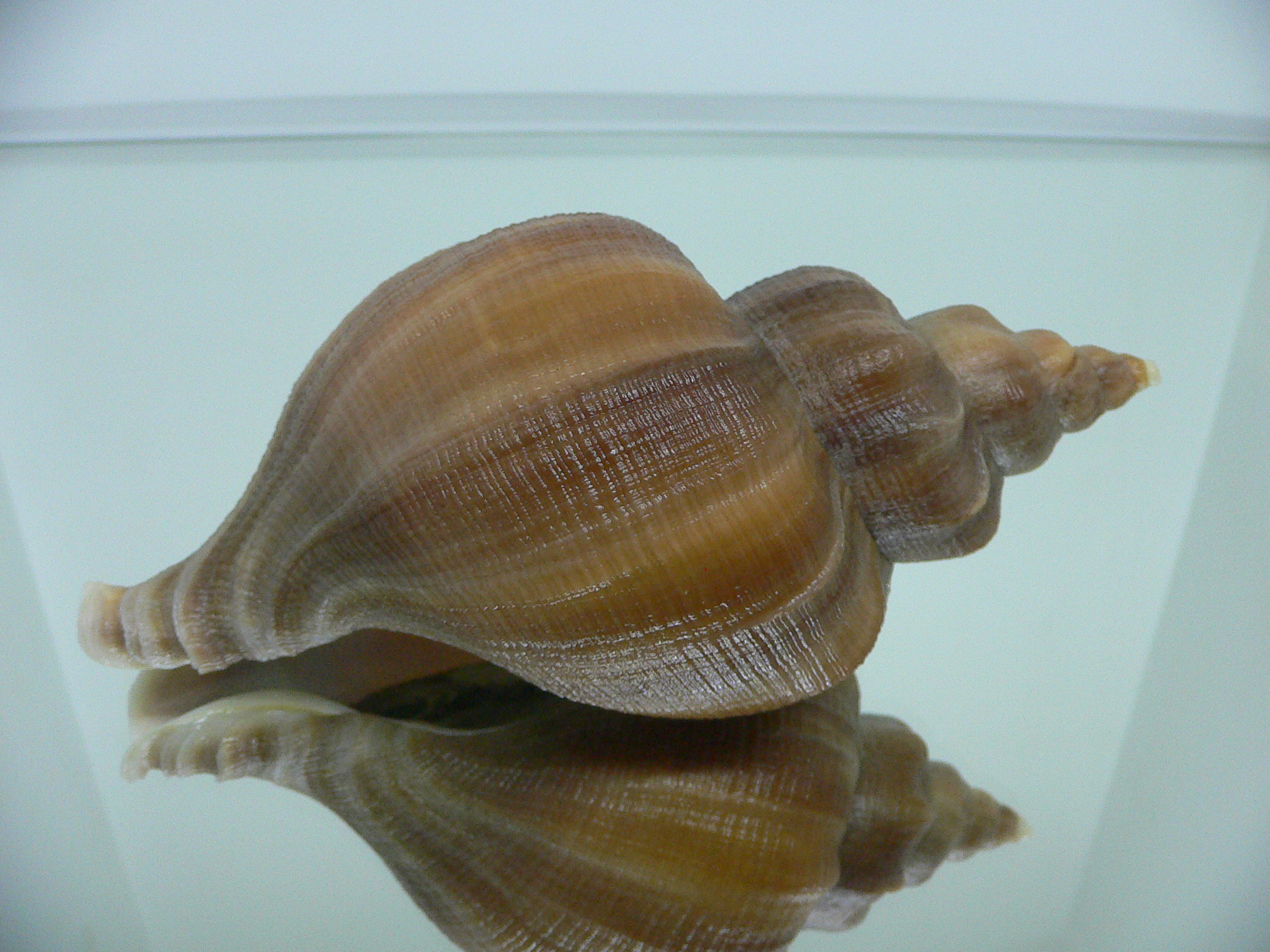 Neptunea eulimata WIDE