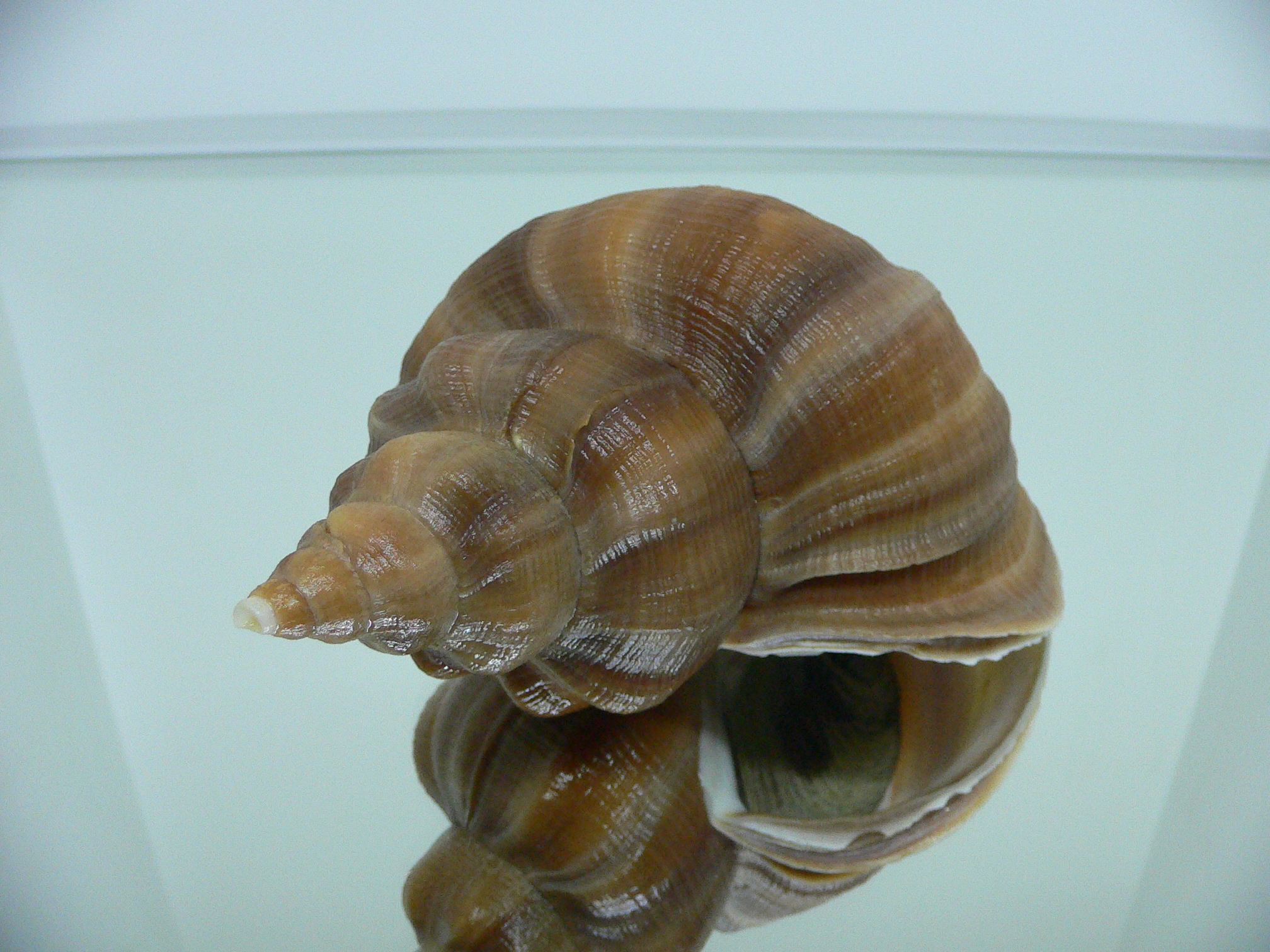 Neptunea eulimata WIDE