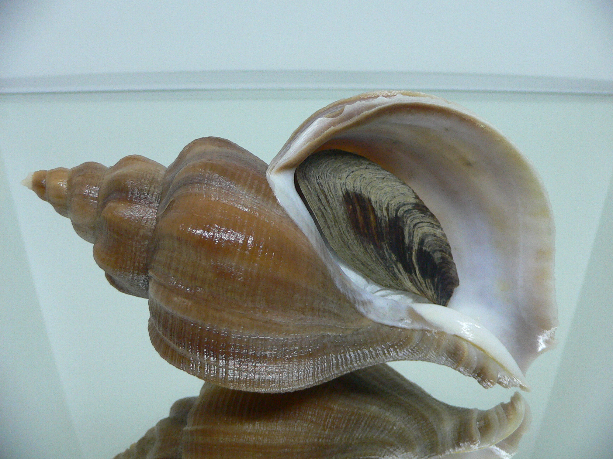 Neptunea eulimata WIDE