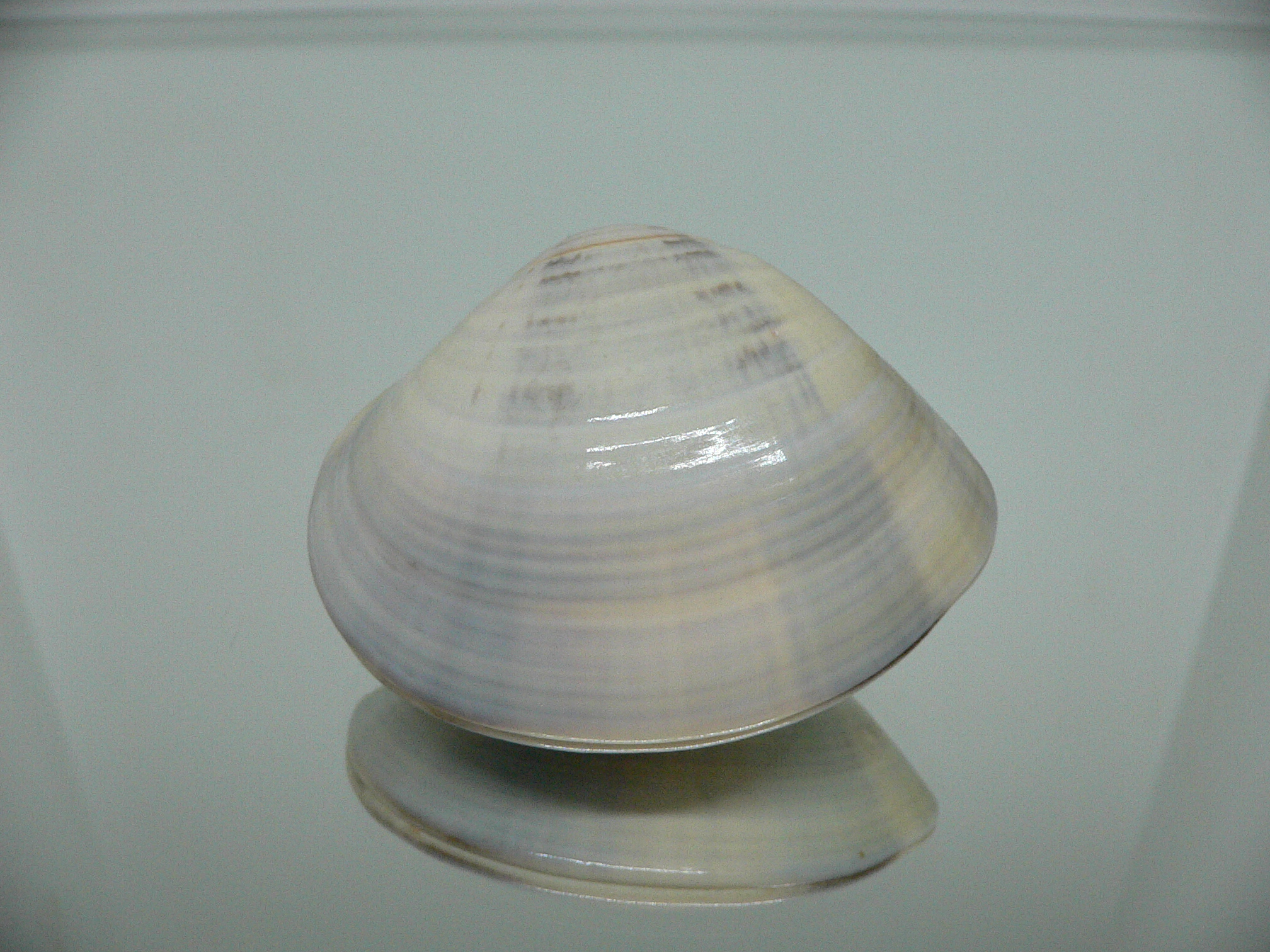 Meretrix aurora SUPER