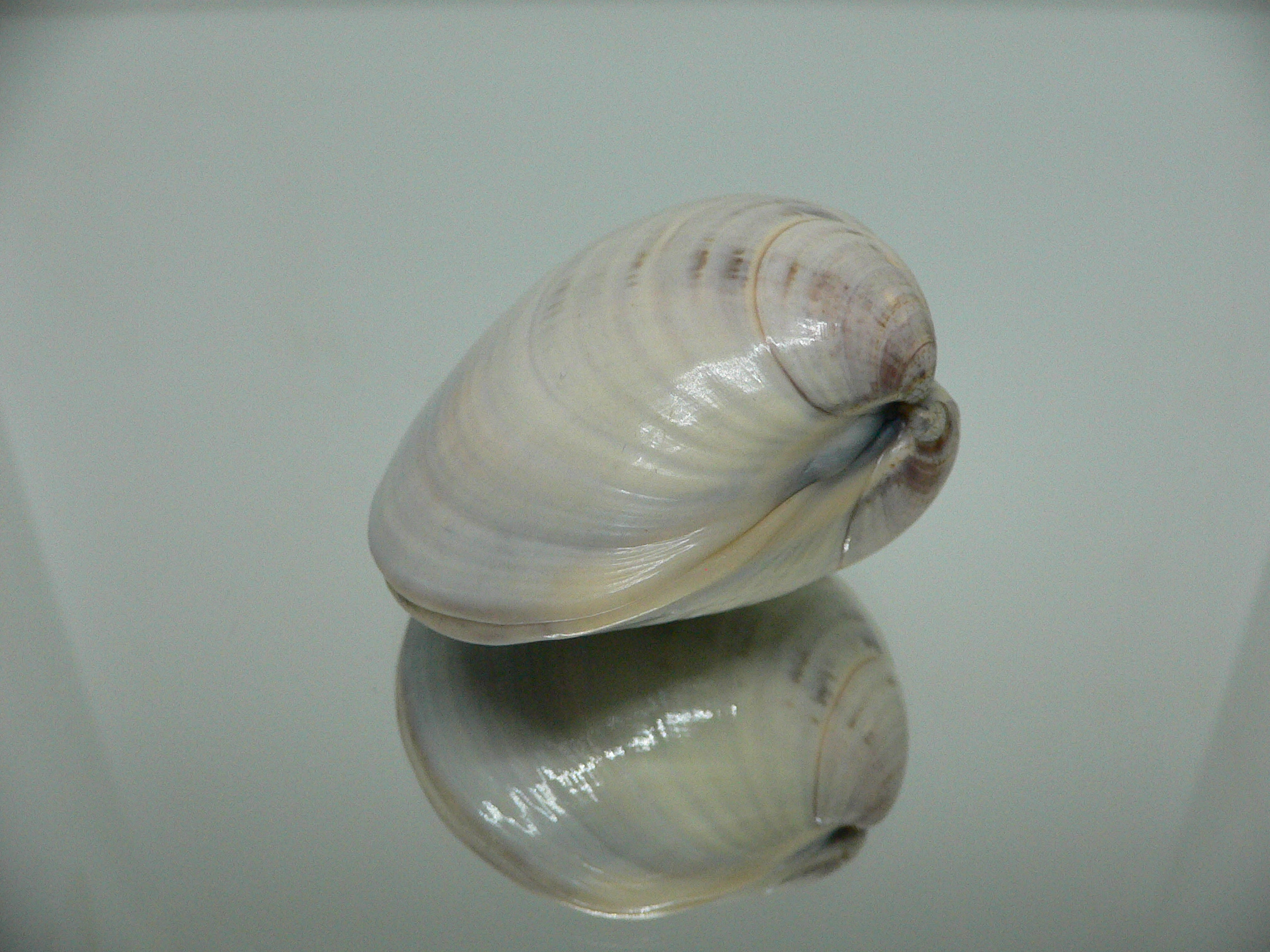 Meretrix aurora SUPER