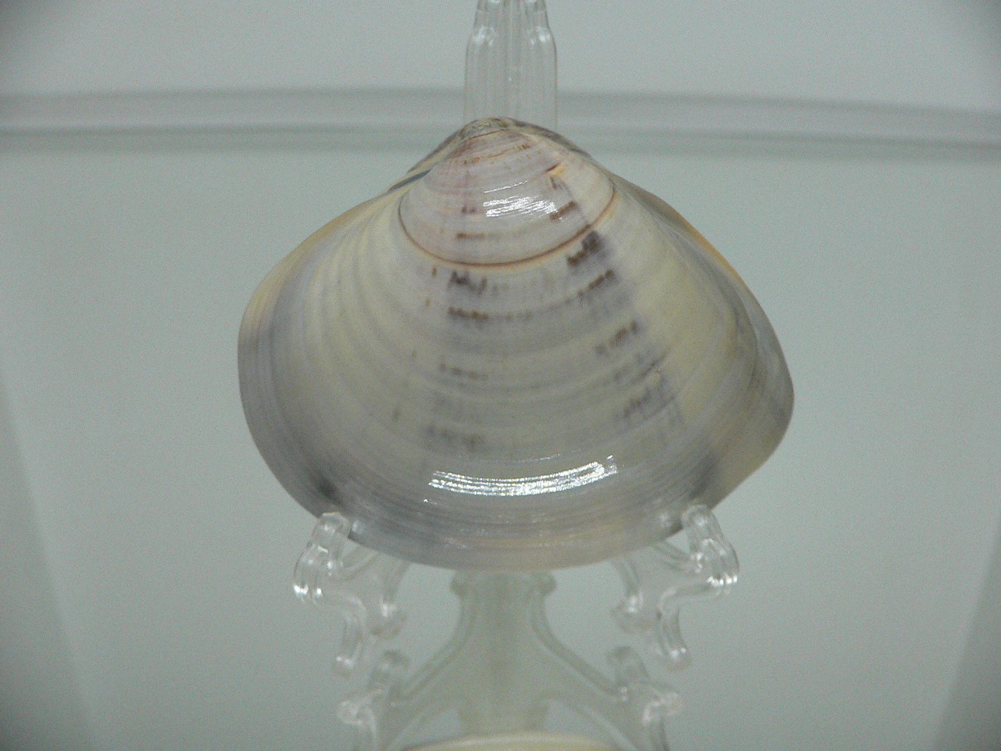 Meretrix aurora SUPER