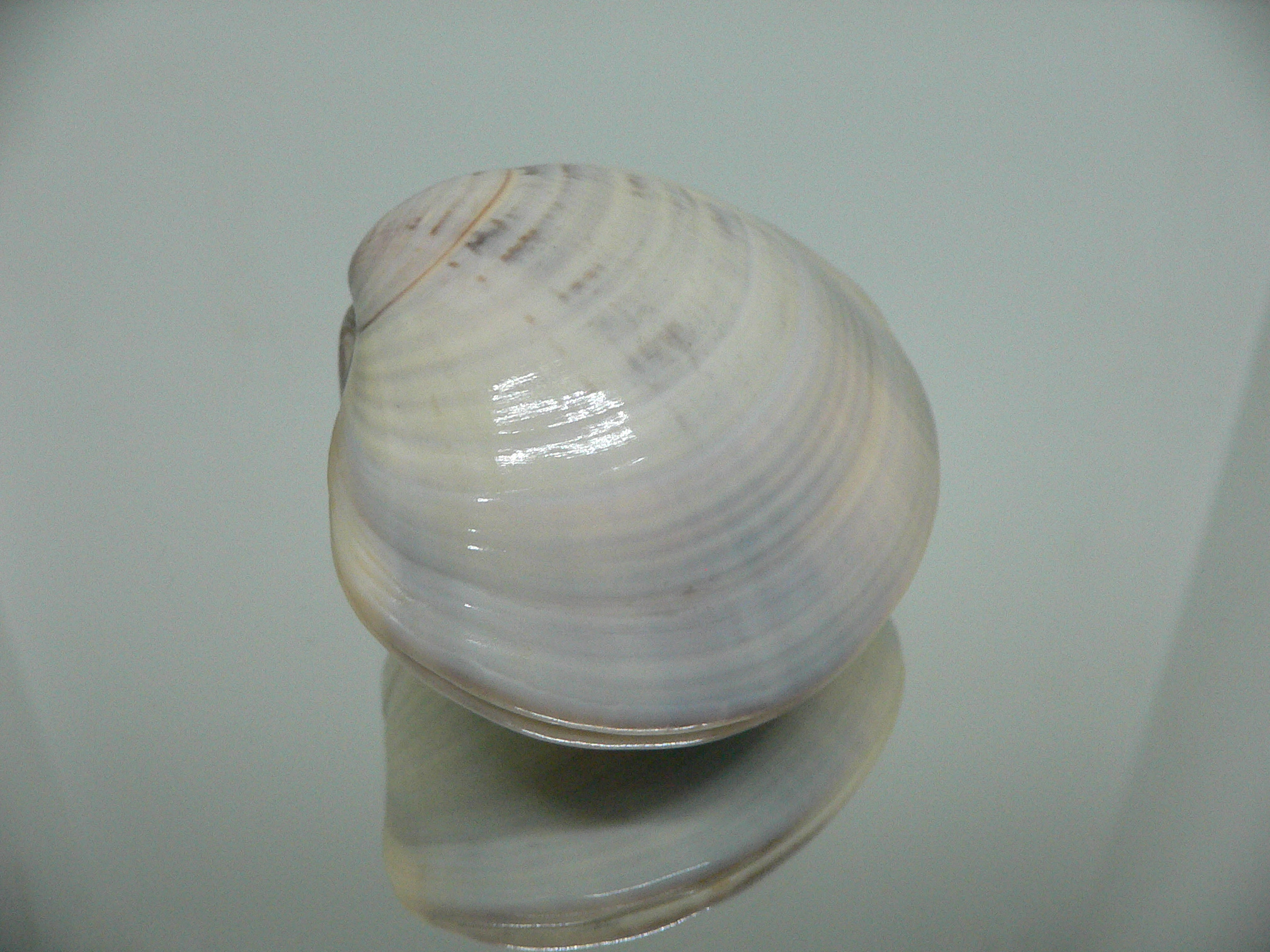 Meretrix aurora SUPER