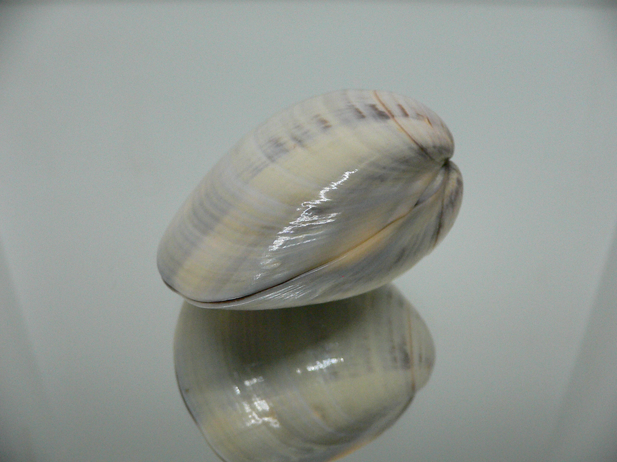 Meretrix aurora SUPER