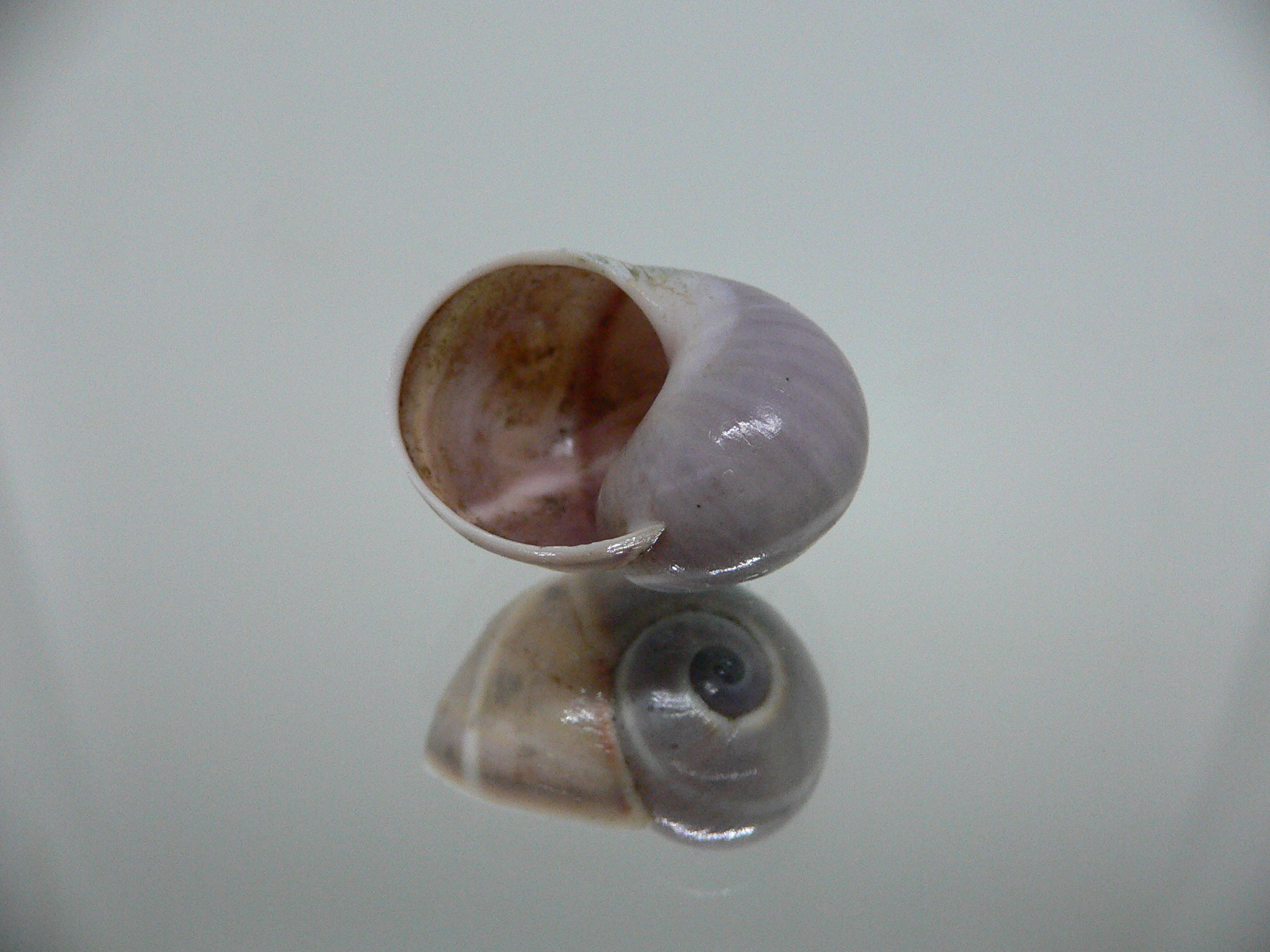 Polymita venusta olivacea