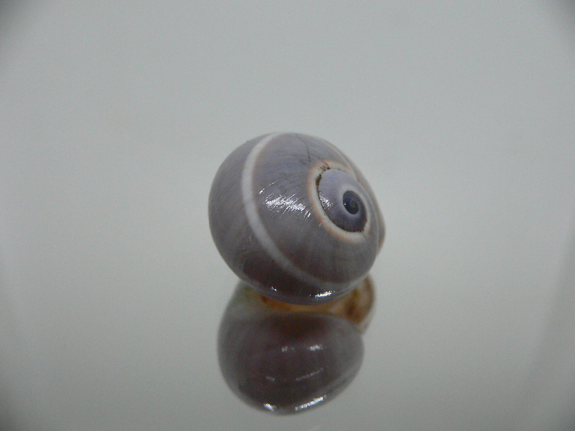 Polymita venusta olivacea