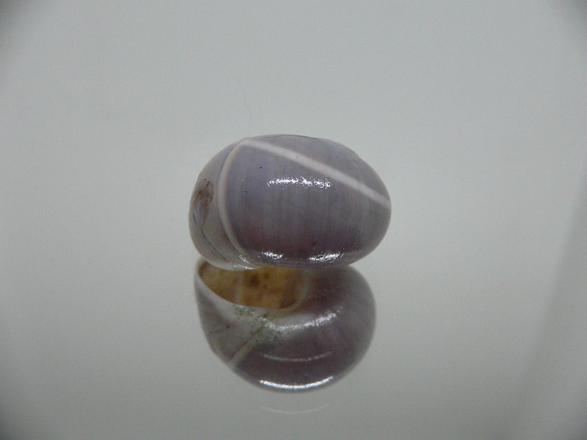 Polymita venusta olivacea