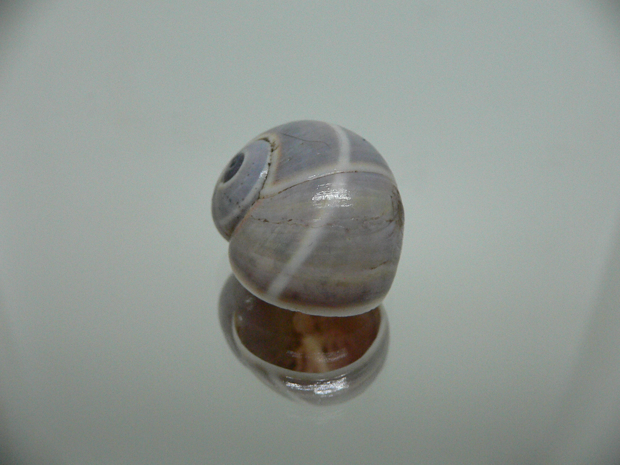 Polymita venusta olivacea