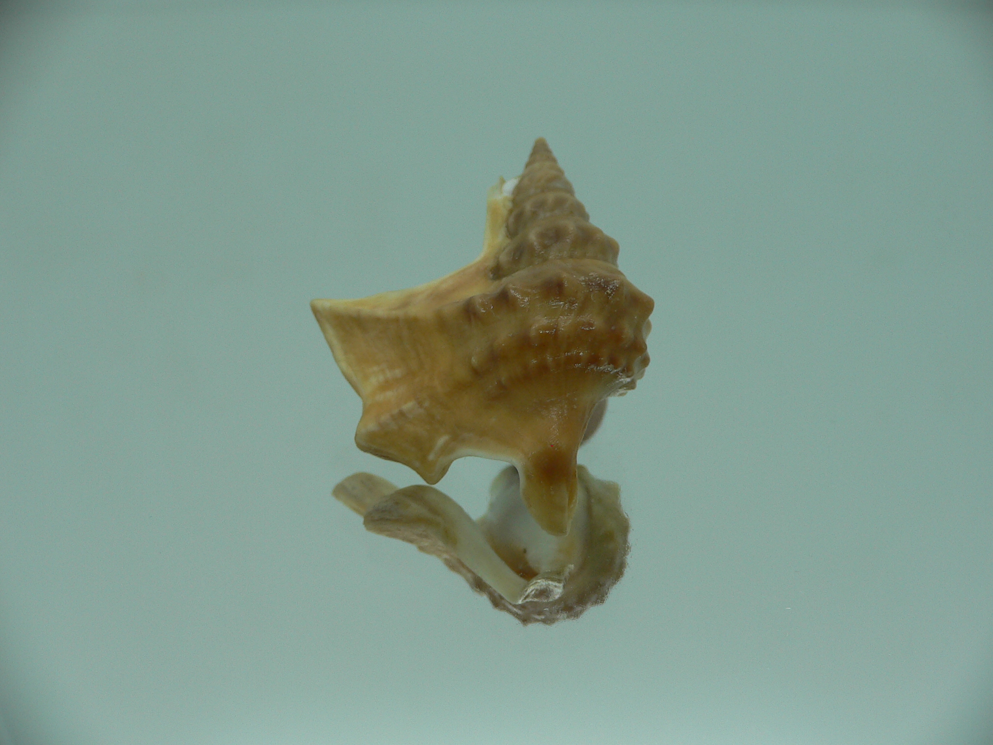 Aporrhais bilobatus RARE & SUPER COLORING