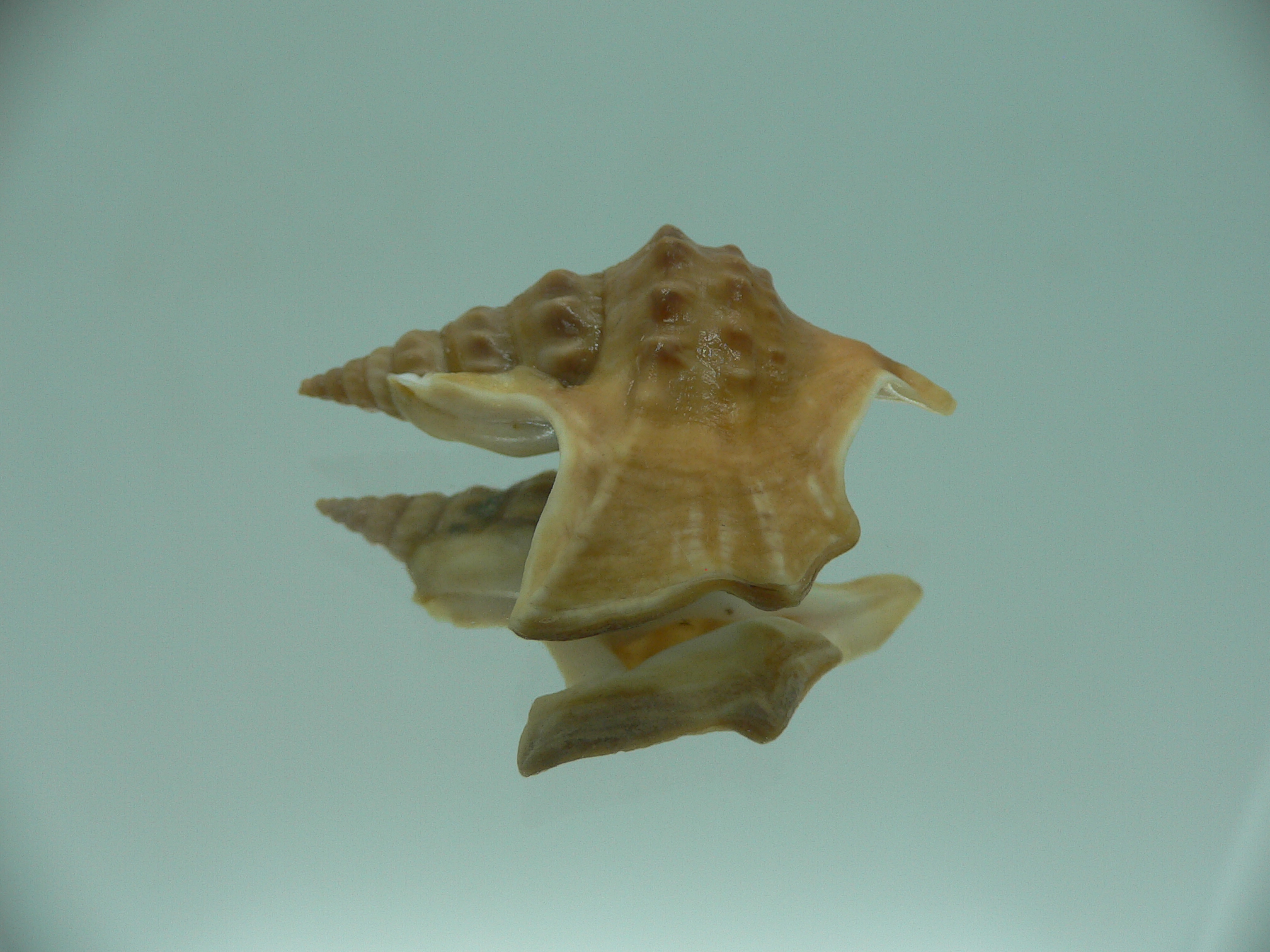 Aporrhais bilobatus RARE & SUPER COLORING