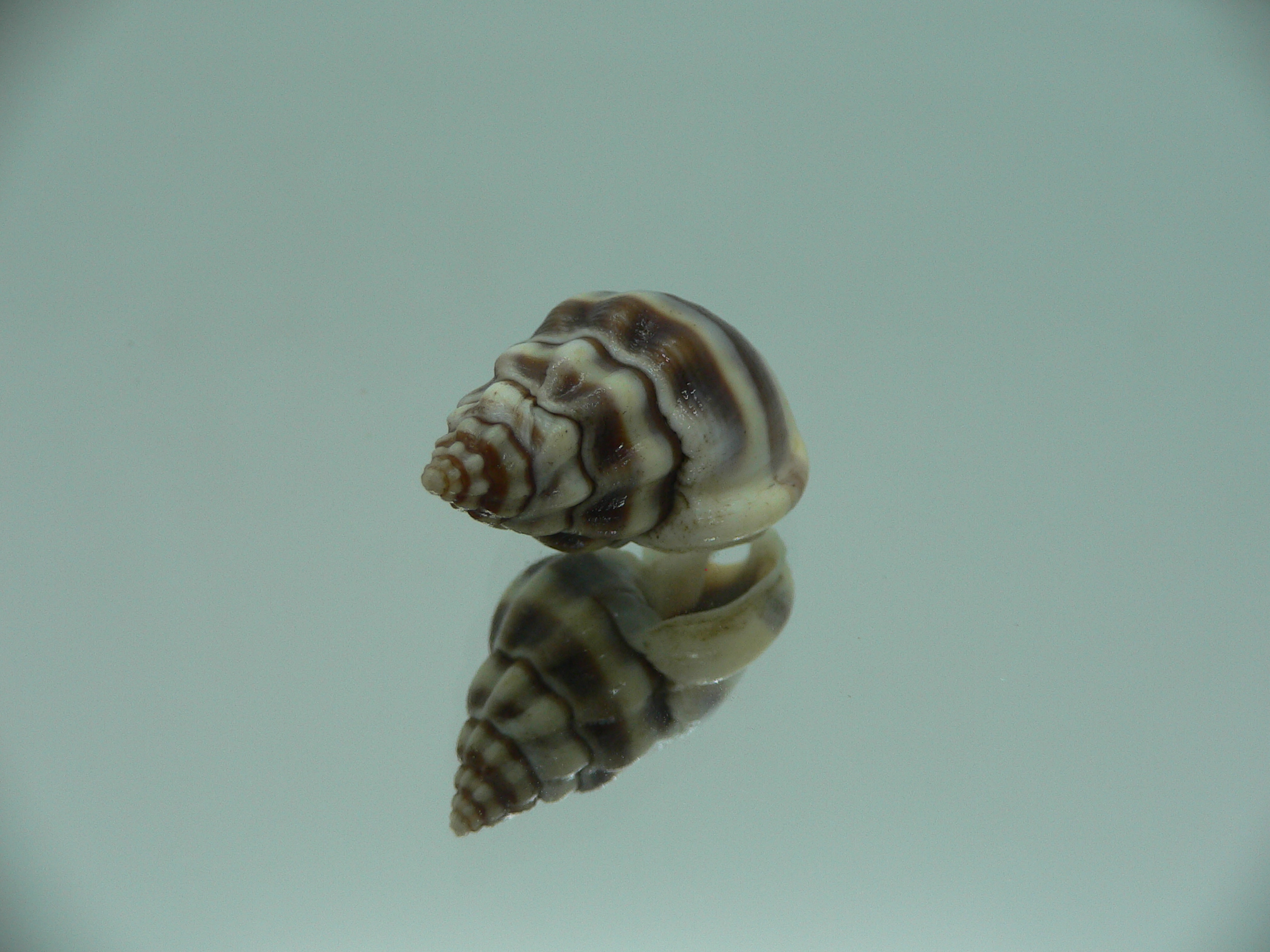 Nassarius stolatus BIG & BEAUTIFUL