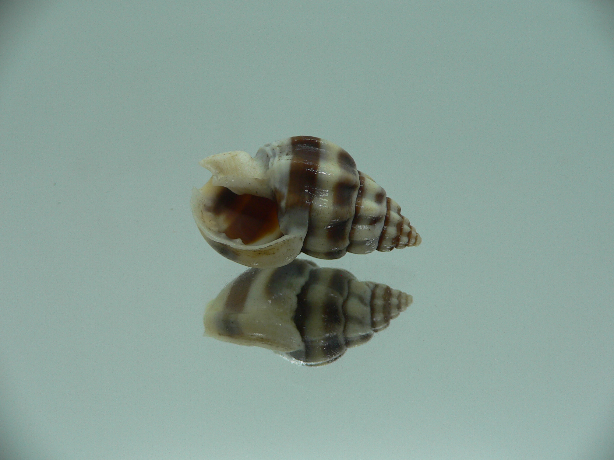 Nassarius stolatus BIG & BEAUTIFUL