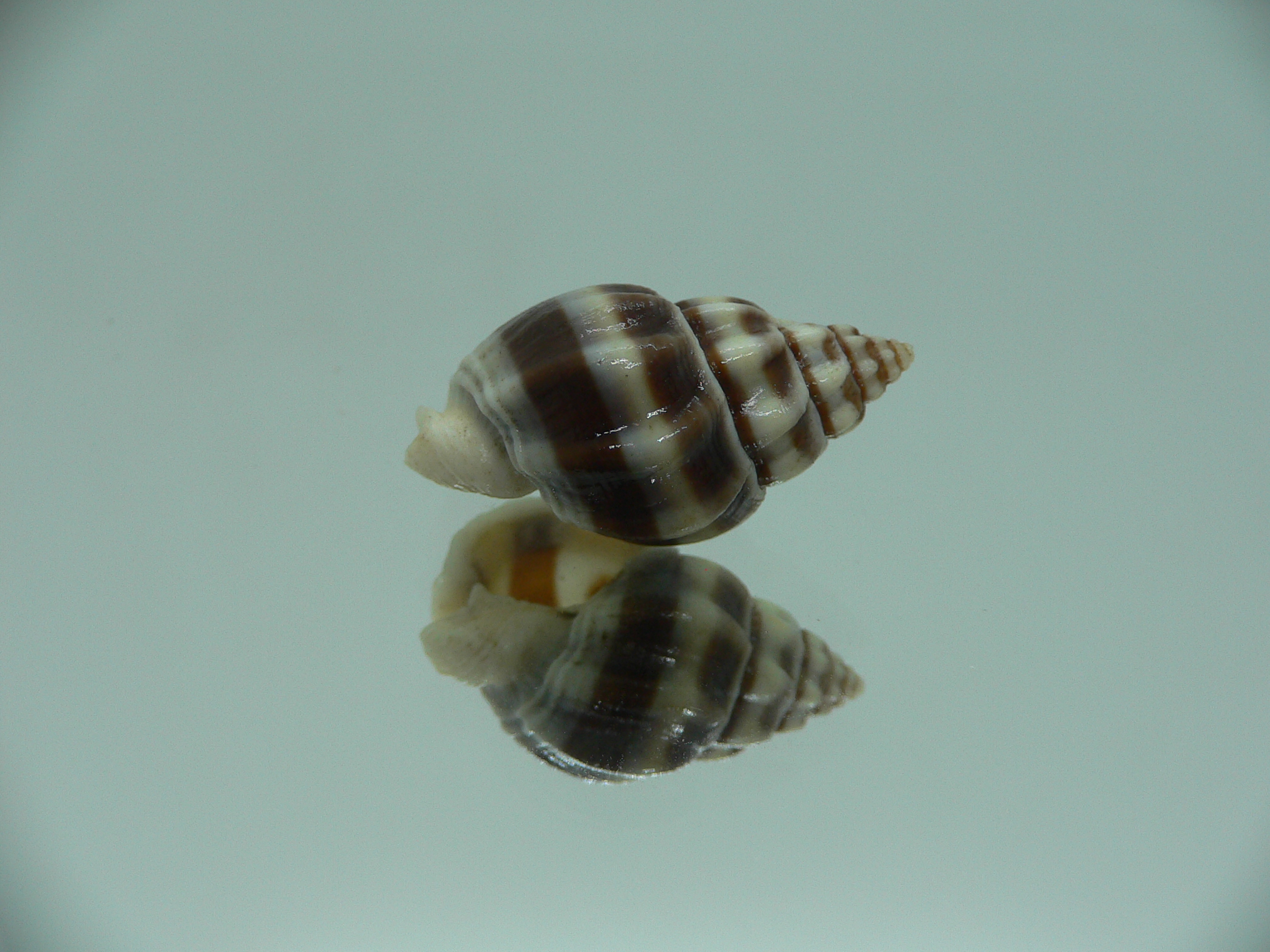 Nassarius stolatus BIG & BEAUTIFUL