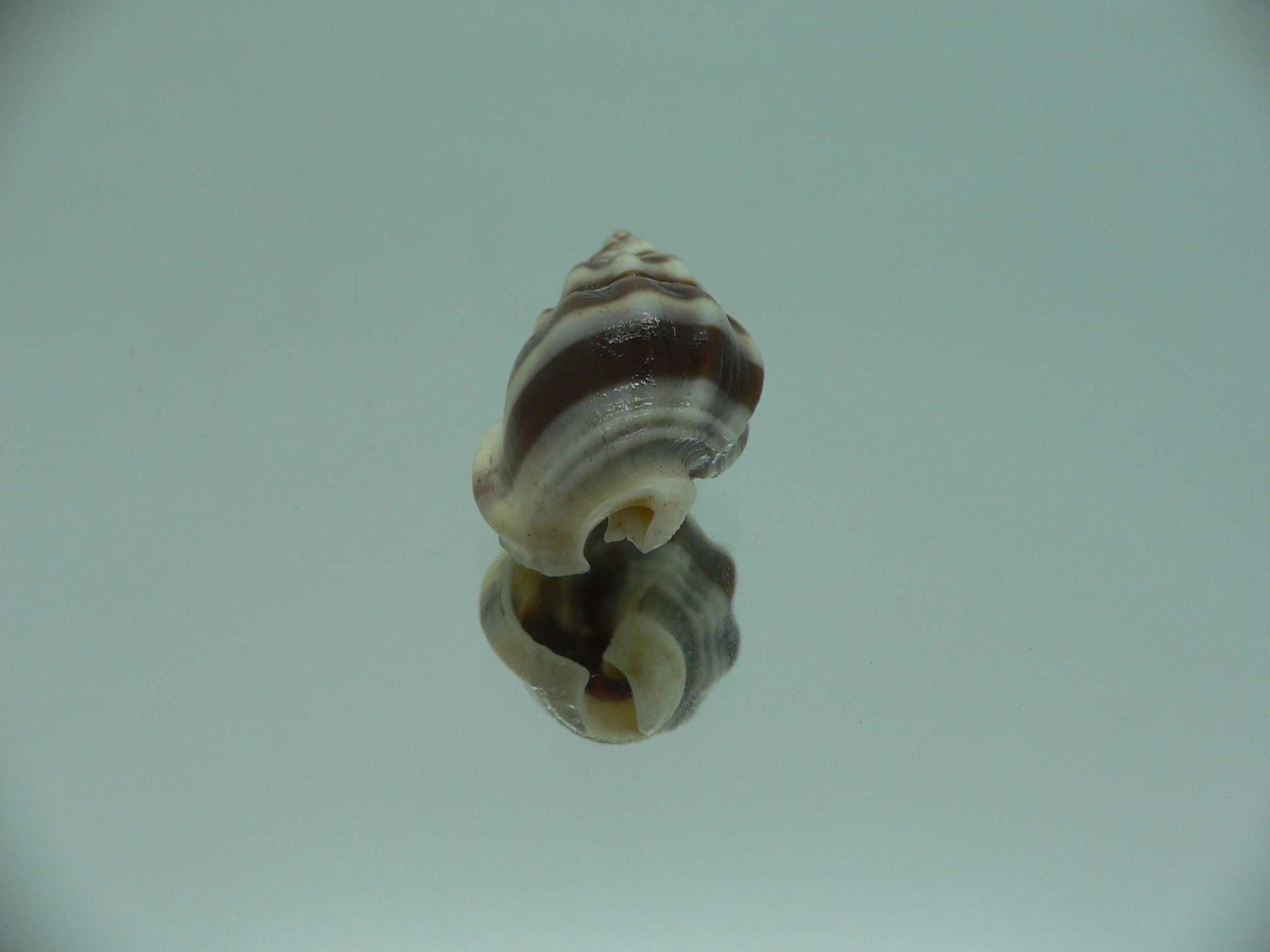 Nassarius stolatus BIG & BEAUTIFUL