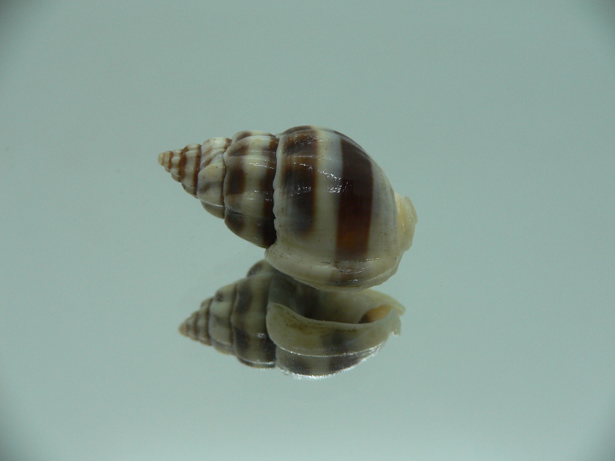 Nassarius stolatus BIG & BEAUTIFUL