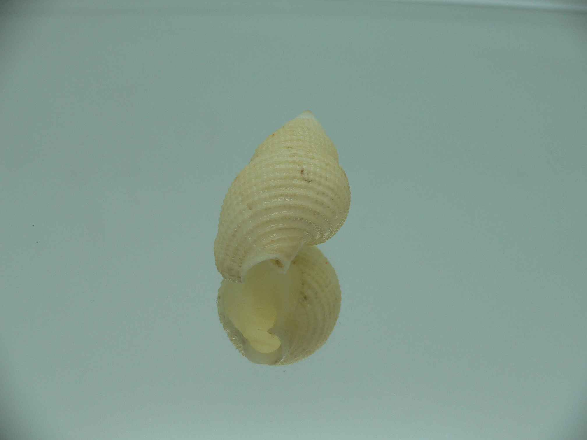 Nassarius wolffi RARE