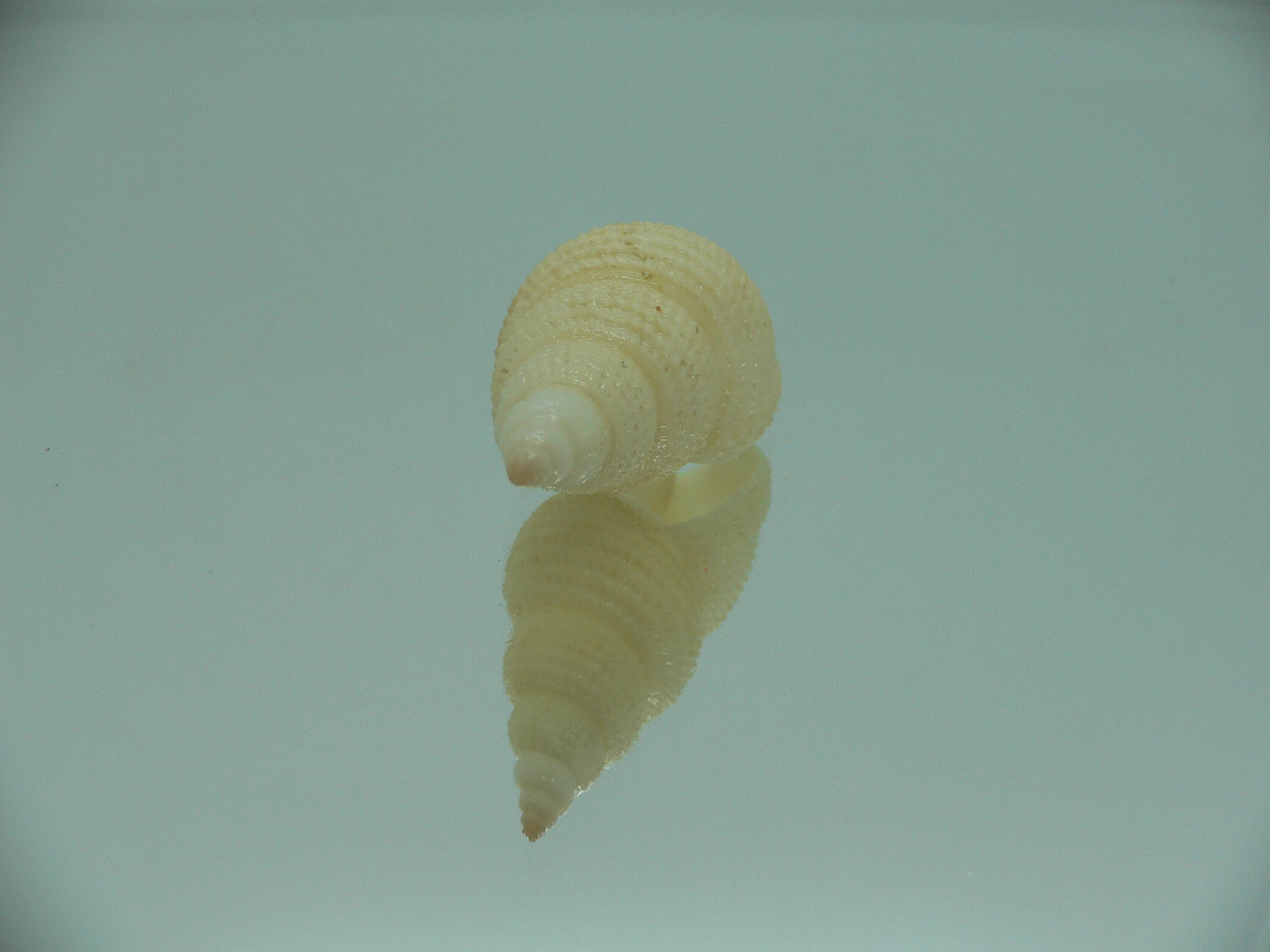Nassarius wolffi RARE