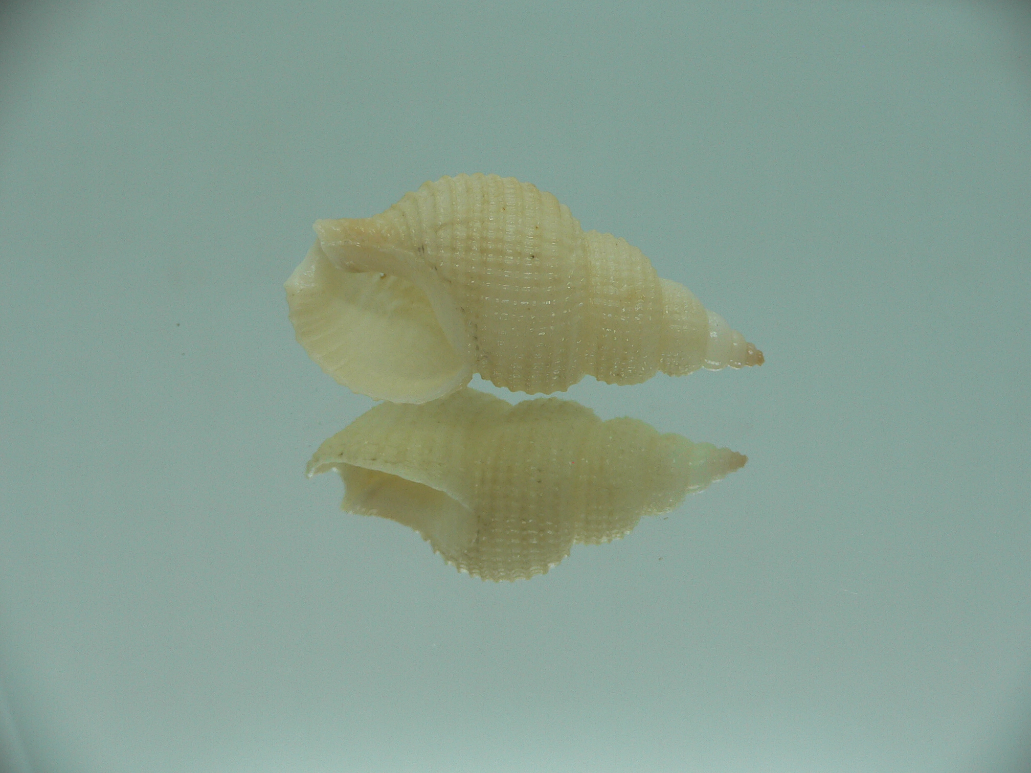 Nassarius wolffi RARE