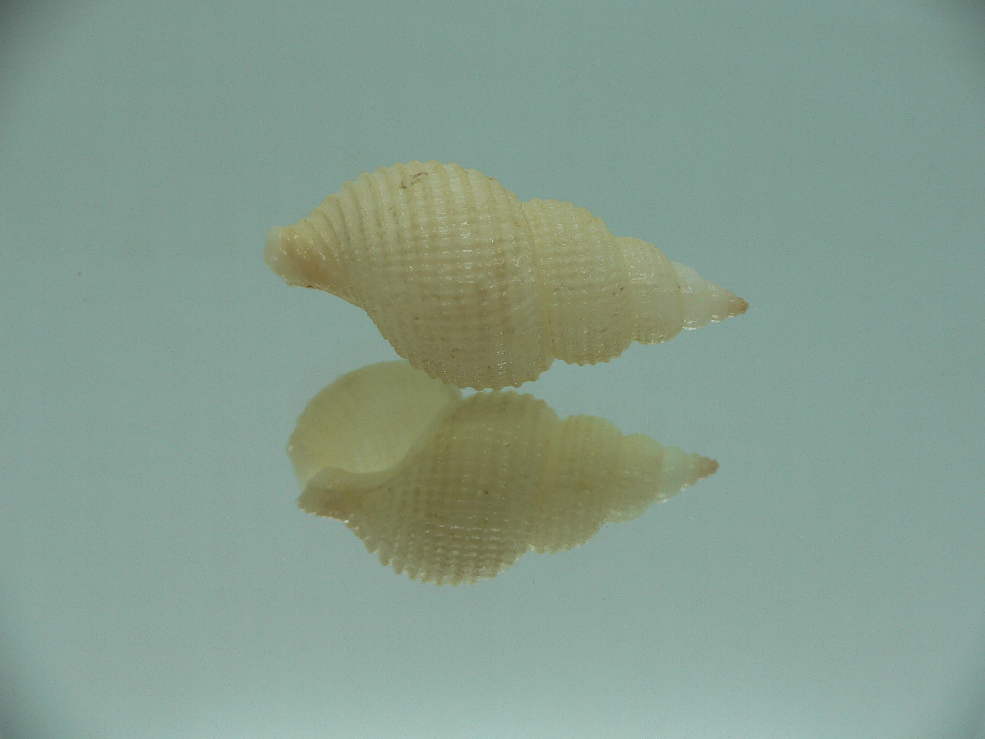 Nassarius wolffi RARE