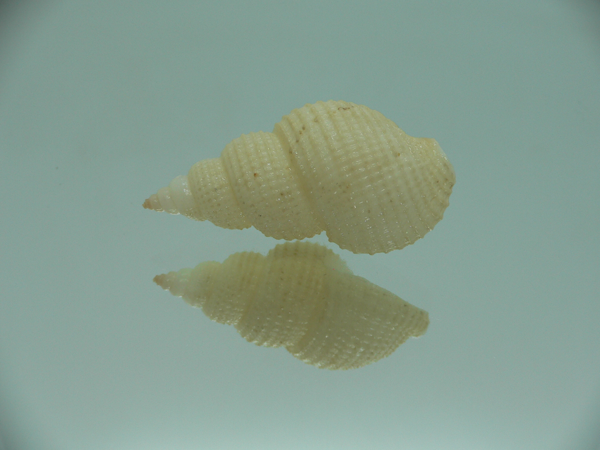 Nassarius wolffi RARE