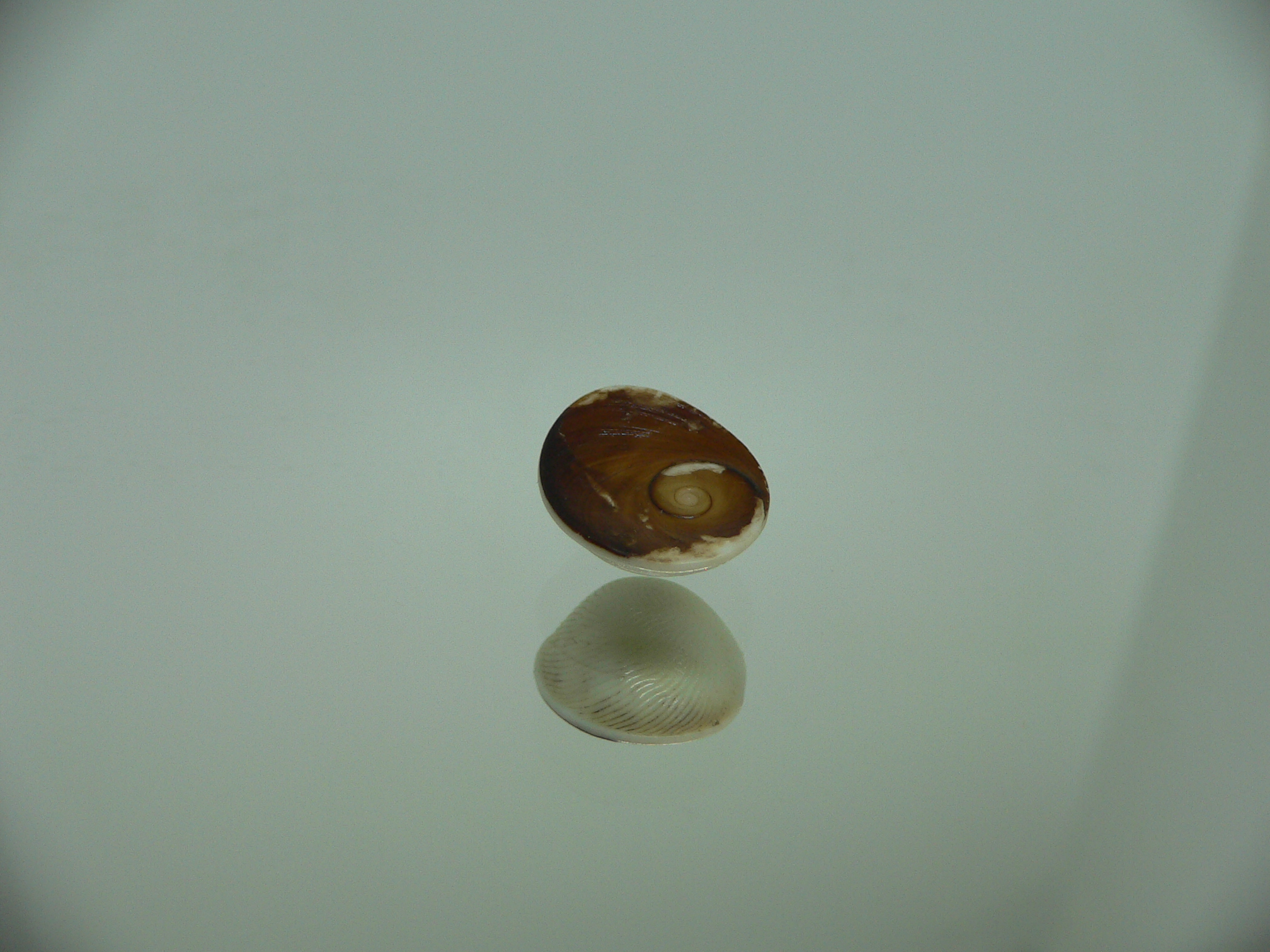 Крышечка Turbo (Marmarostoma) 1