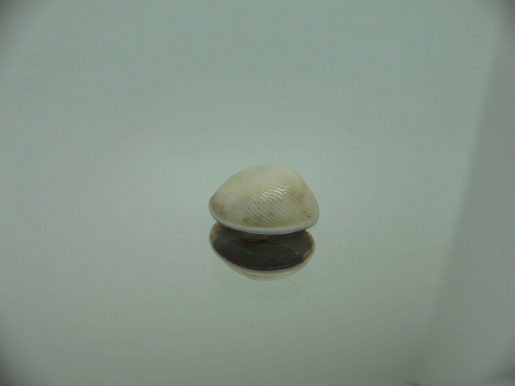 Крышечка Turbo (Marmarostoma) 1